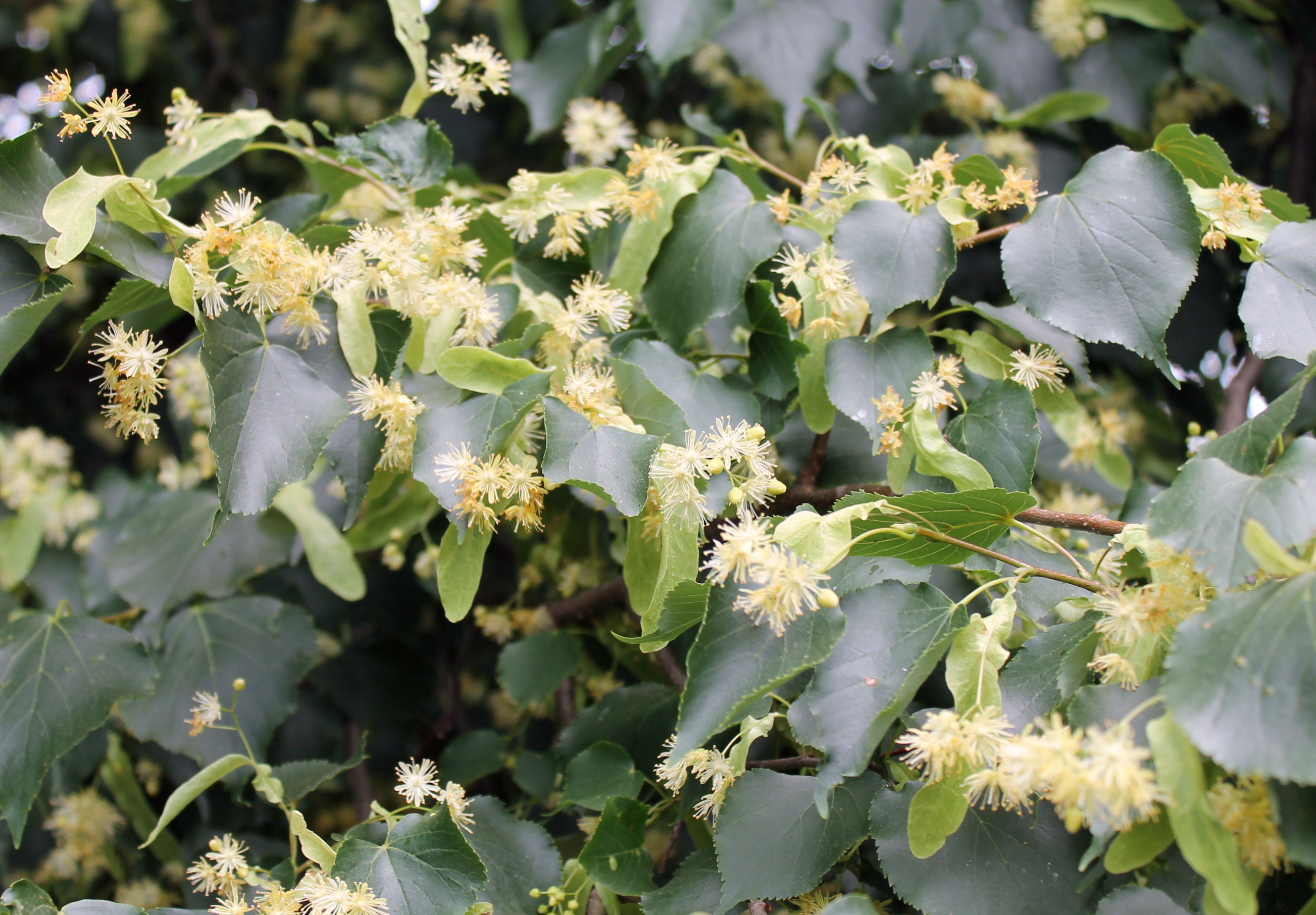 Linden Tree, little leaf linden, garden housecalls, Nature, 2610x1820 HD Desktop