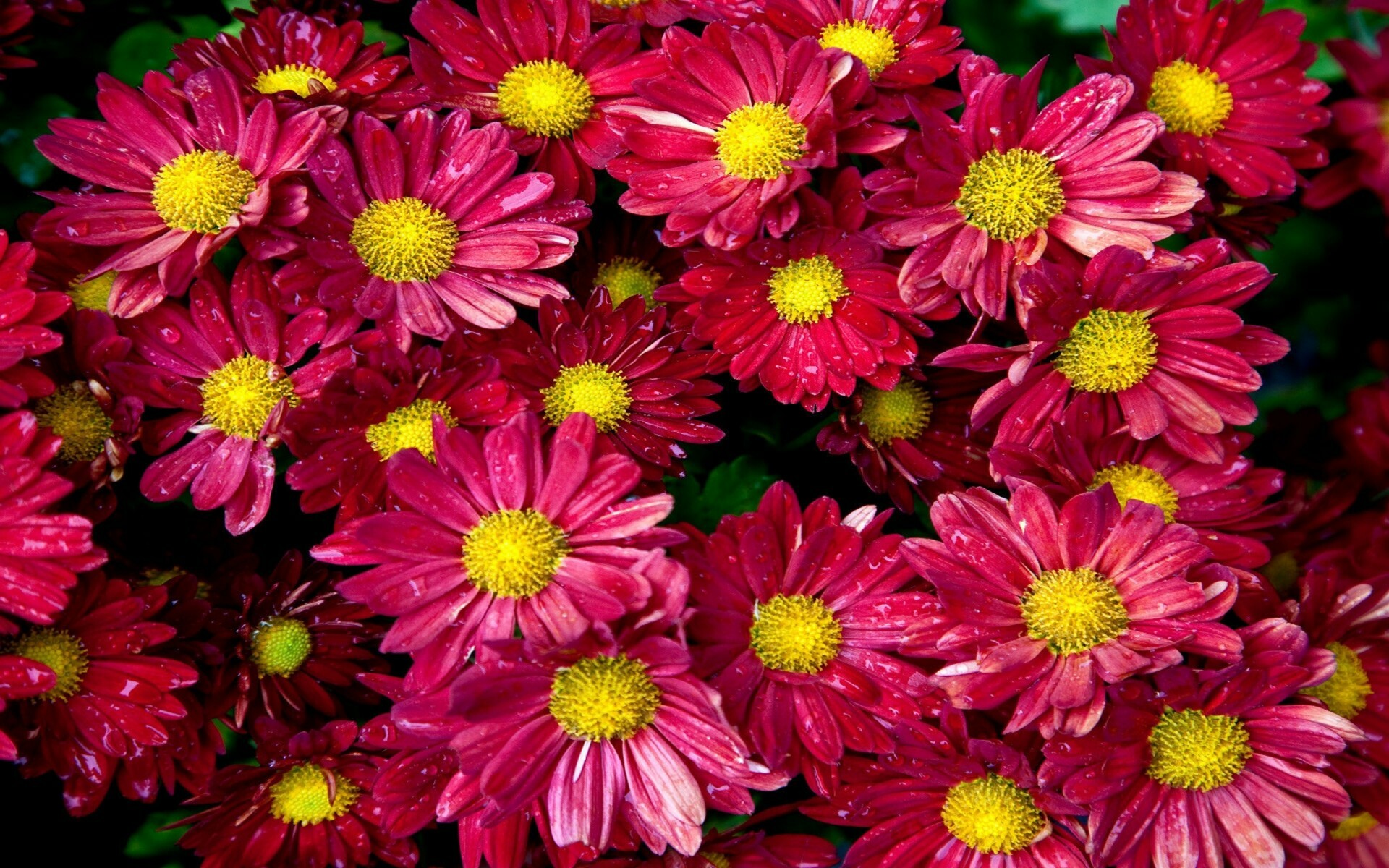 Pink chrysanthemums, HD floral wallpaper, Delicate flowers, Beautiful bloom, 1920x1200 HD Desktop