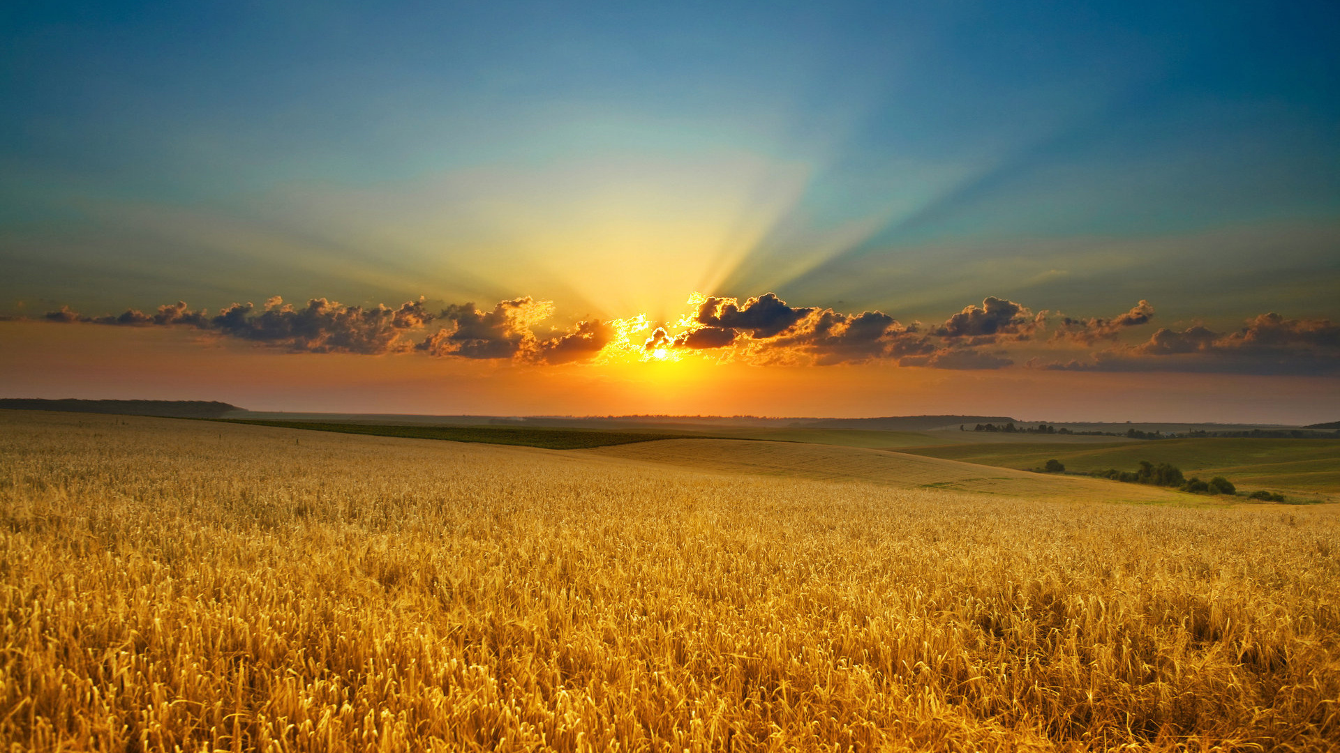ripe golden wheat field, crepuscular sunset rays, rolling farmland plains, Full HD Desktop wallpaper