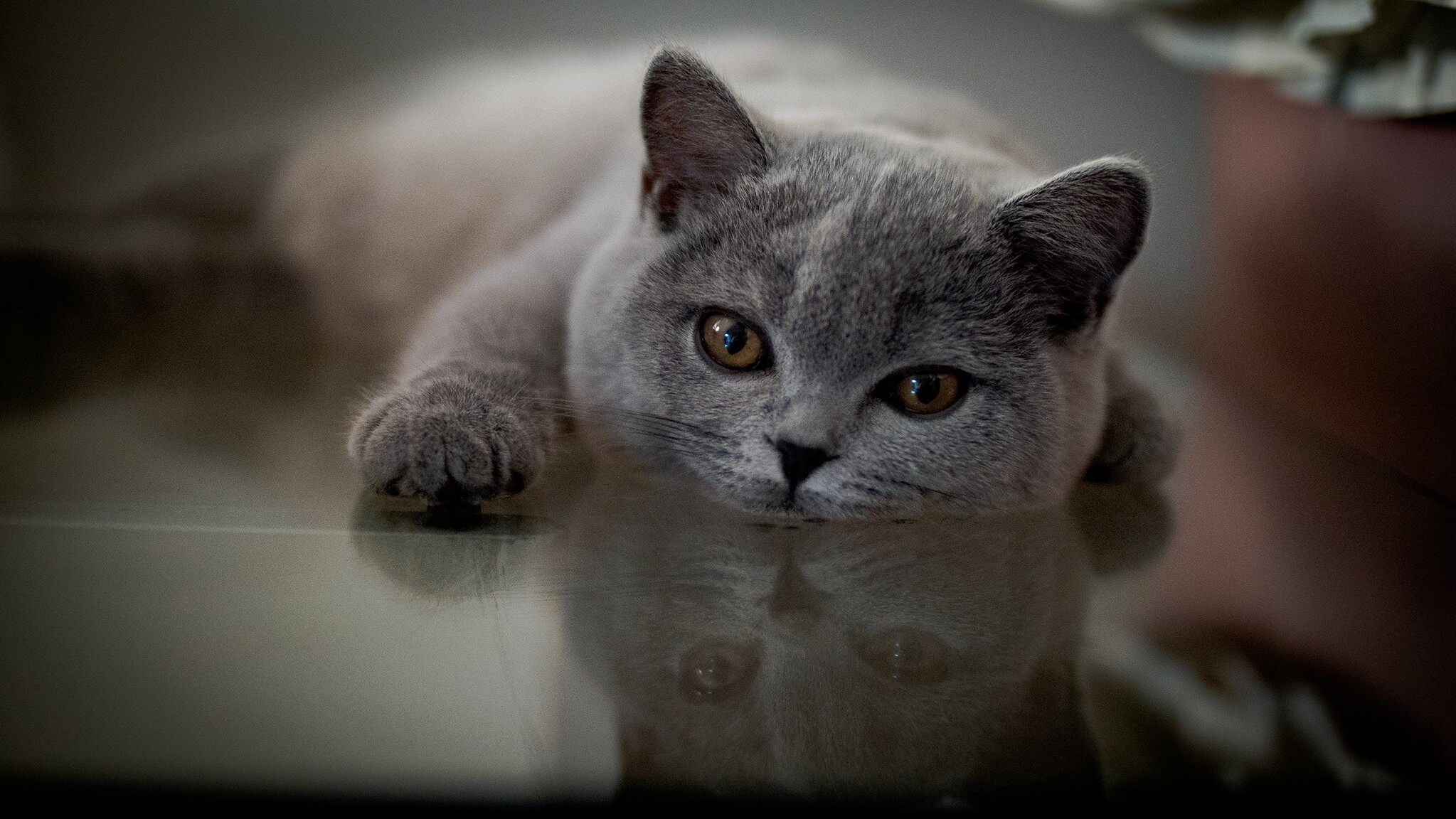 Reflection, British Shorthair Wallpaper, 2050x1160 HD Desktop