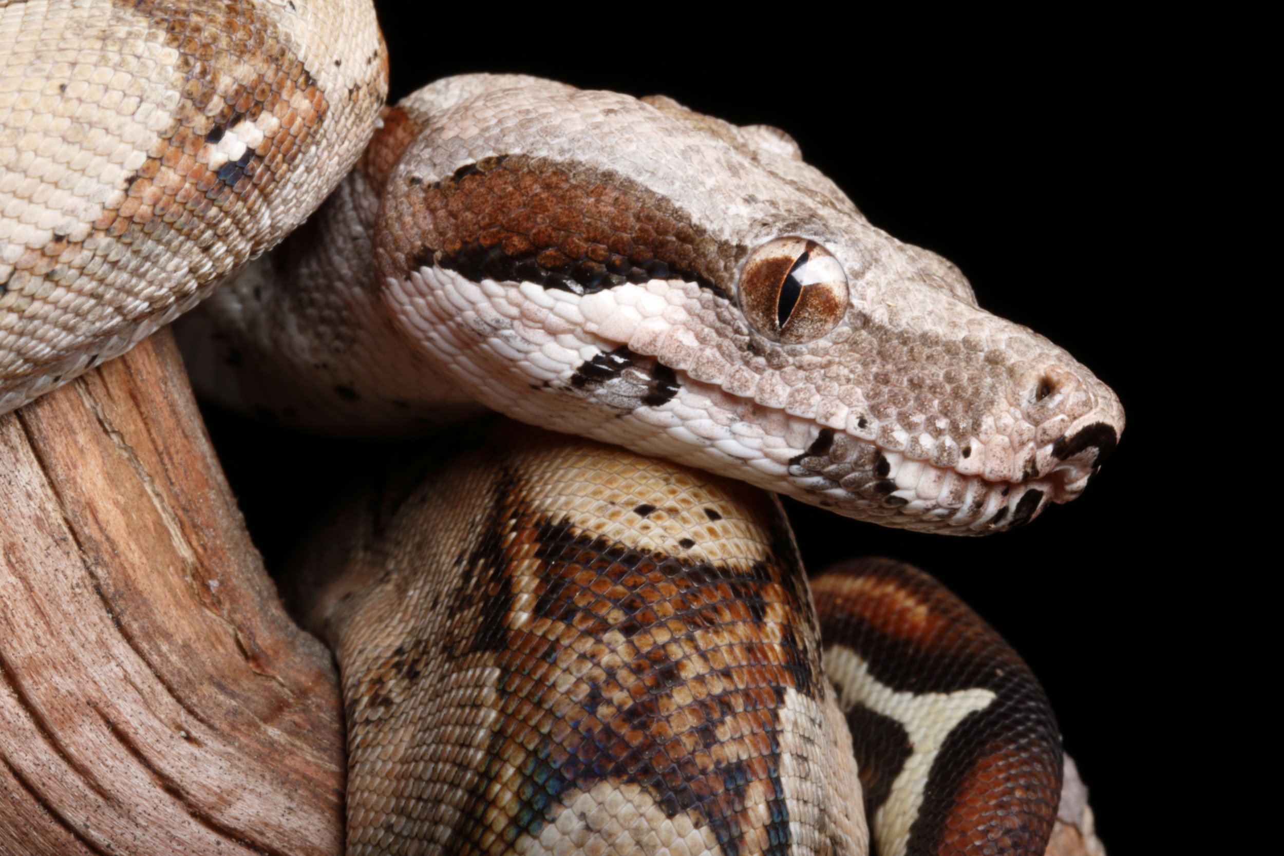 Pet Boa Constrictor, Escape Saga, Midnight Adventure, Slithering Intrigue, 2500x1670 HD Desktop