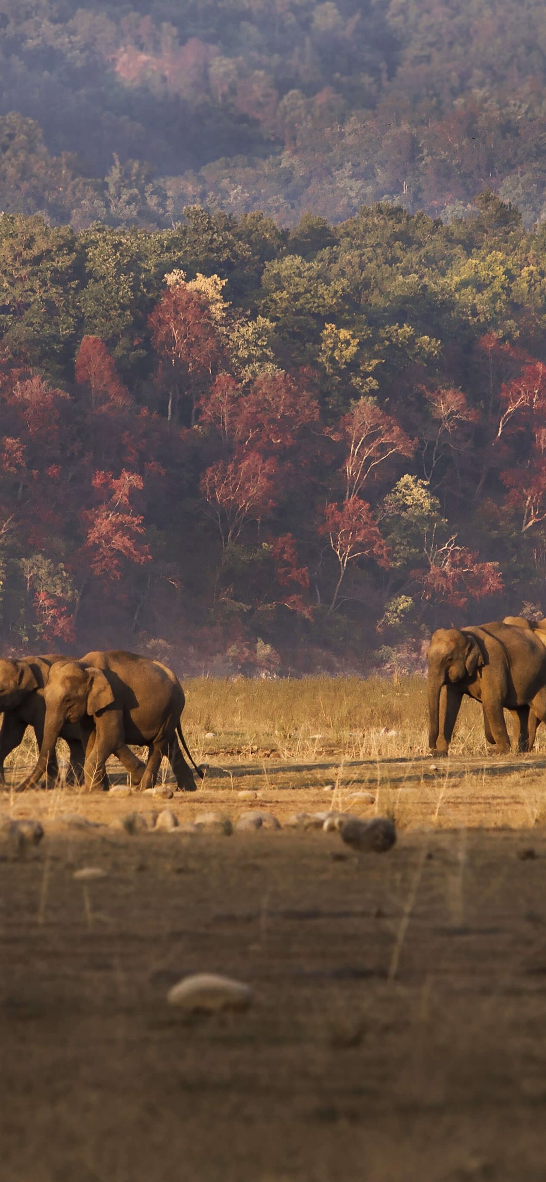 Jim Corbett National Park, Travels, Jungle, Microsoft, 1130x2440 HD Phone