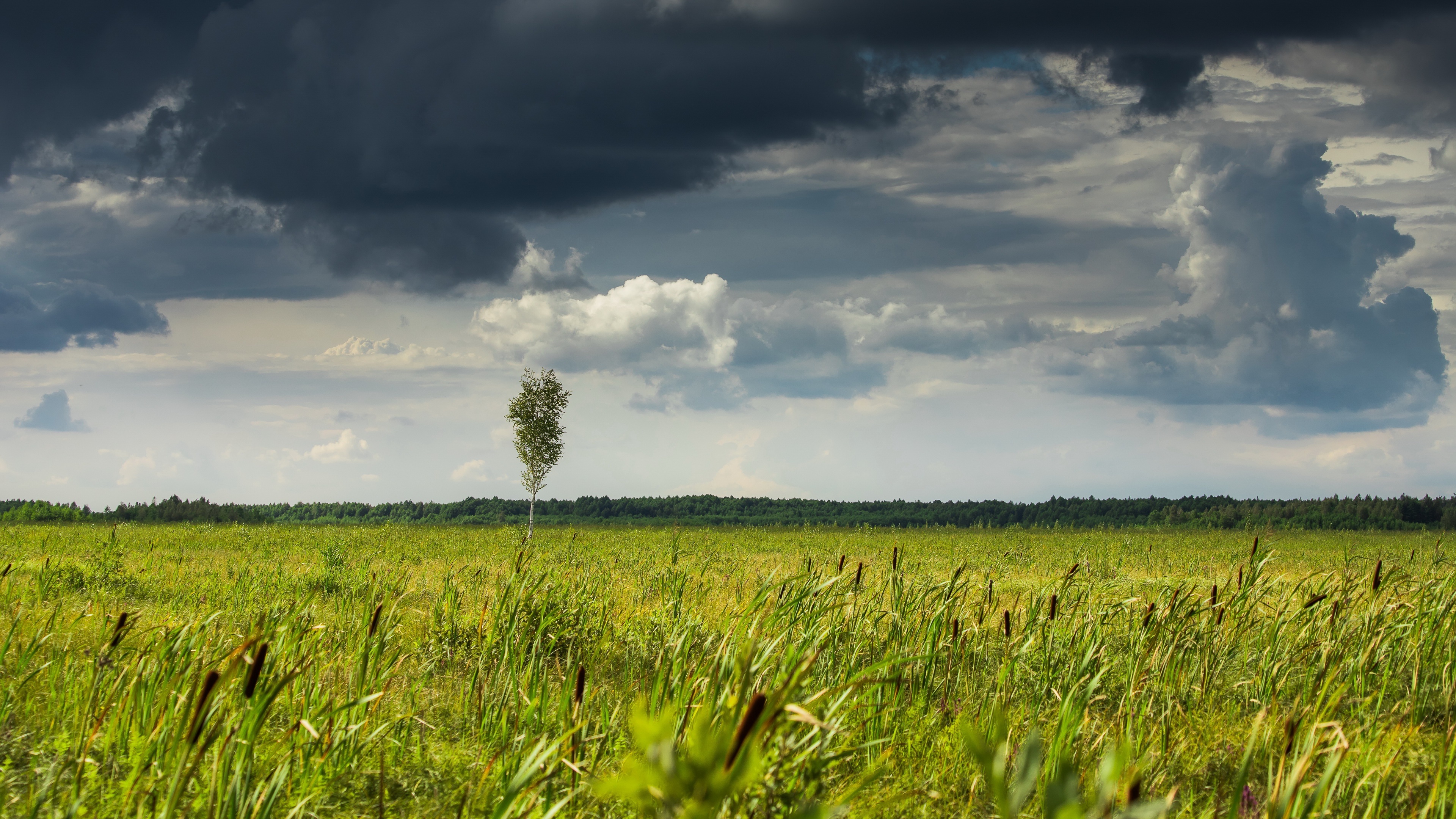 solitary birch tree, cattail reed meadow, dark storm clouds, 4K Desktop wallpaper