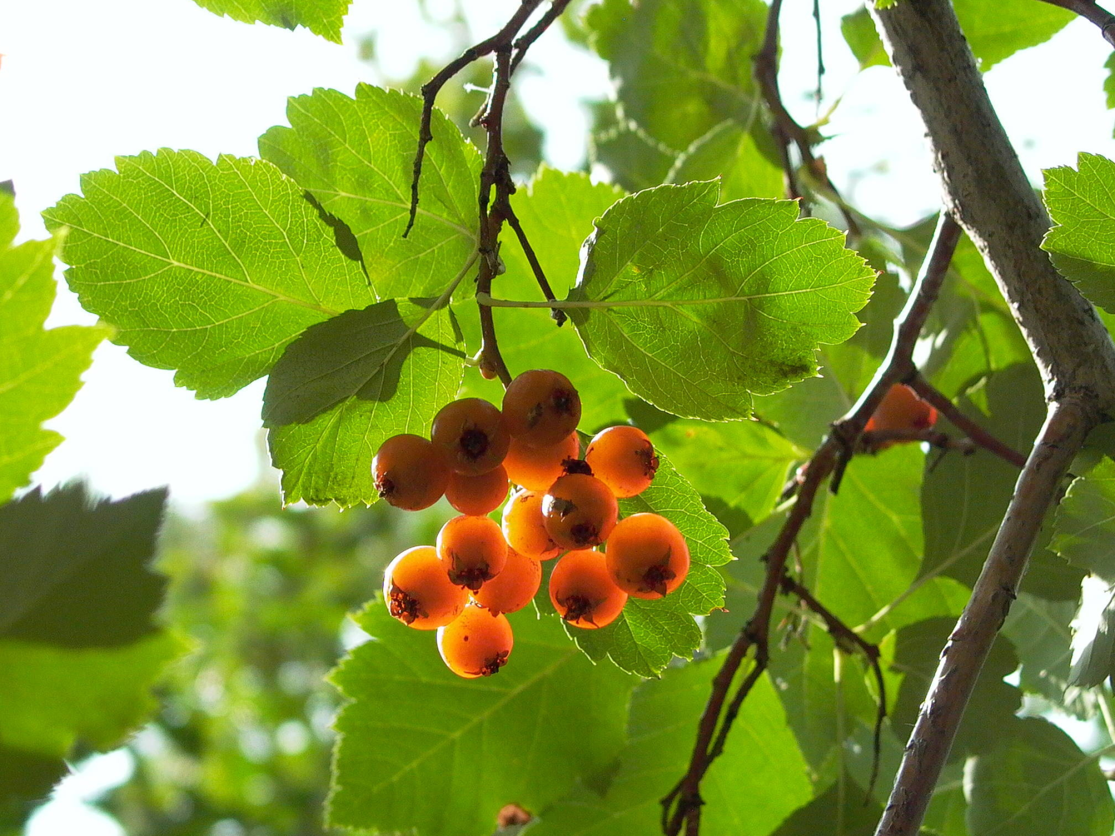 Hawthorn Berry Nature, Panasonic Lumix Dmc, Lc5 Review, Reader Radozhiva, 2240x1680 HD Desktop