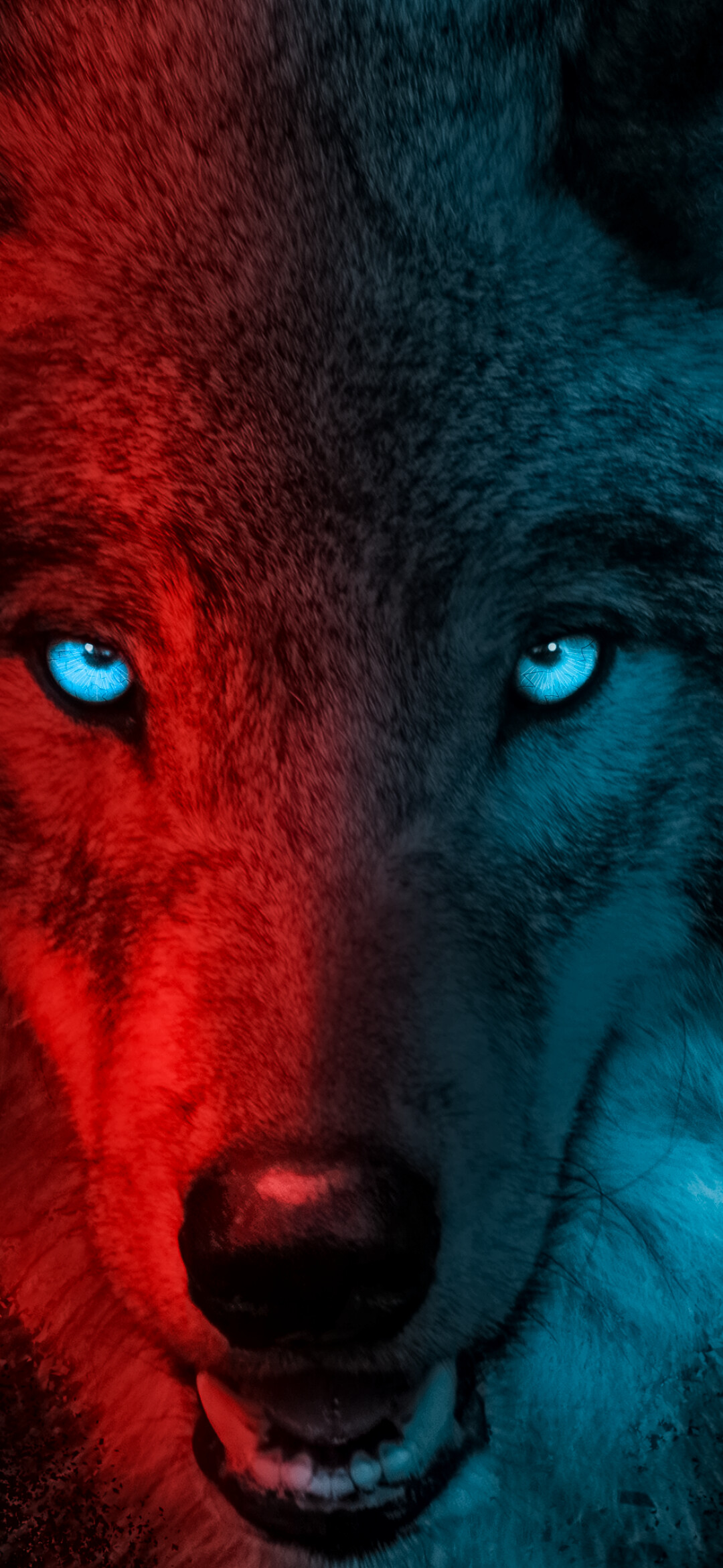 Scary wolf, Dark gradient, Eerie ambiance, Haunting presence, 1080x2340 HD Phone