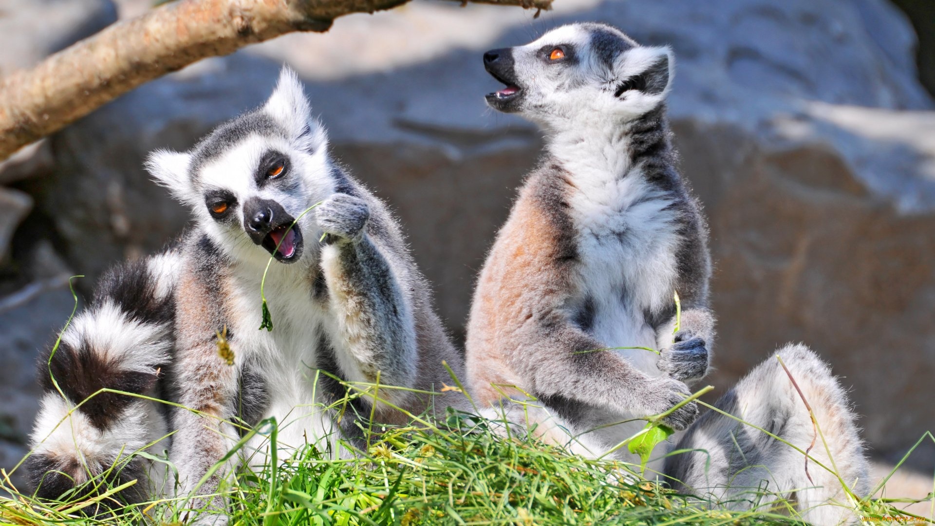 Lemur wallpapers, Nature's beauty, Cute lemur collection, Wildlife charm, 1920x1080 Full HD Desktop