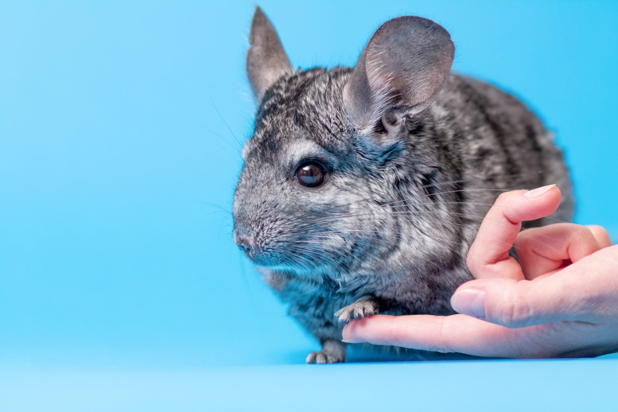 Chinchilla pictures, Cute and fluffy, Playful rodent, Pet lovers, 2130x1420 HD Desktop