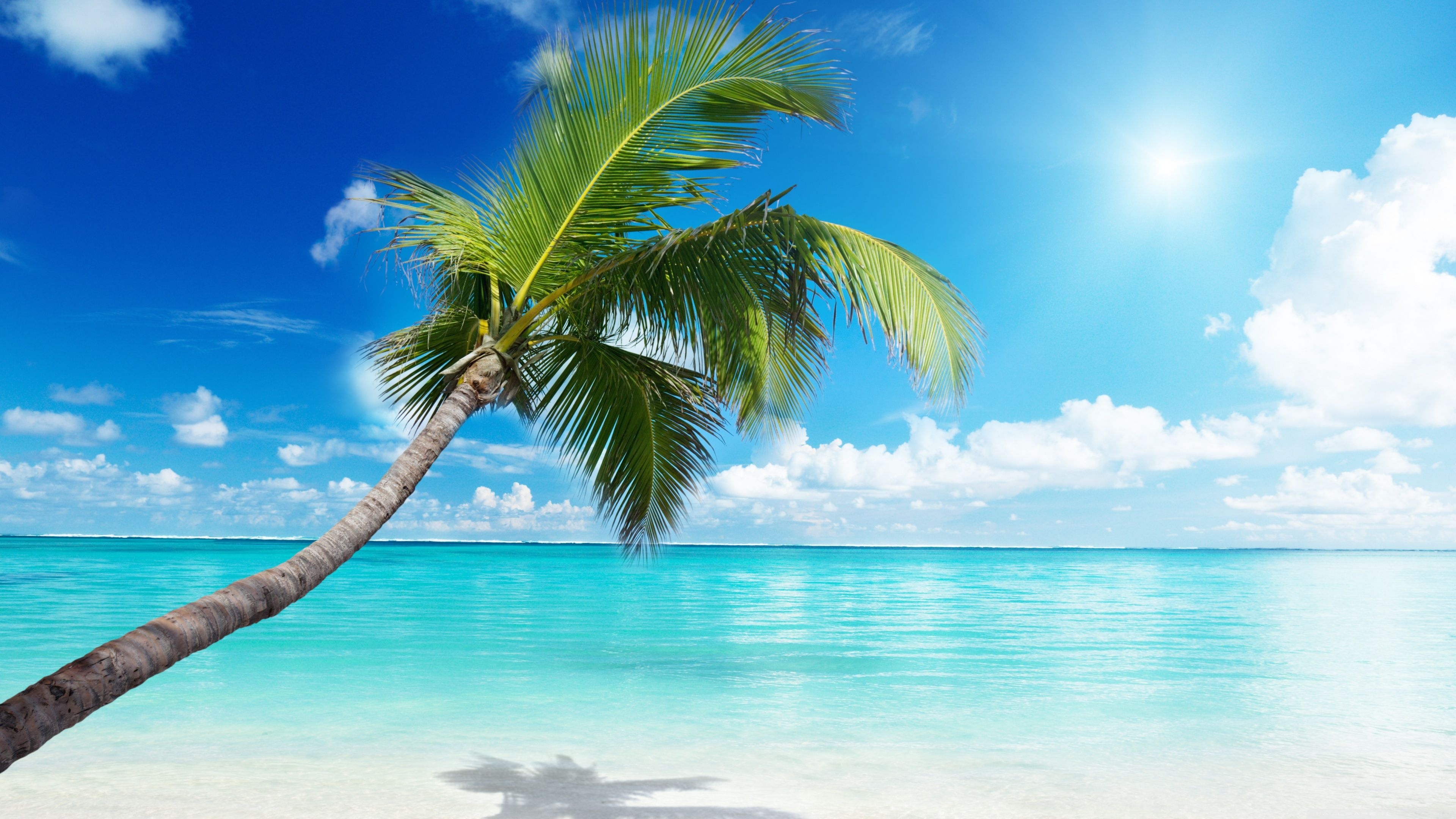 Leaning coconut palm tree, Turquoise tropical ocean, White sand beach, 4K Desktop wallpaper