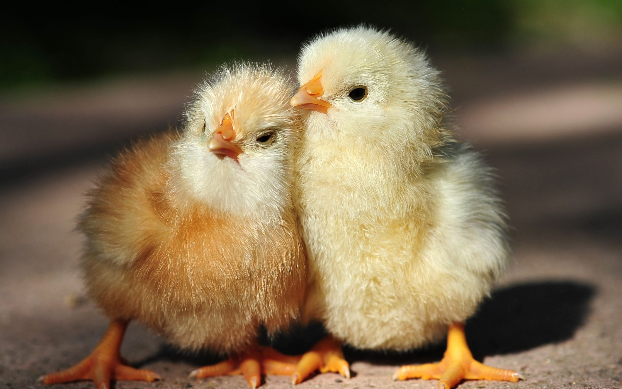 Cute chicken wallpaper, Barnyard cuteness, Feathered charm, Farmyard wonders, 2560x1600 HD Desktop