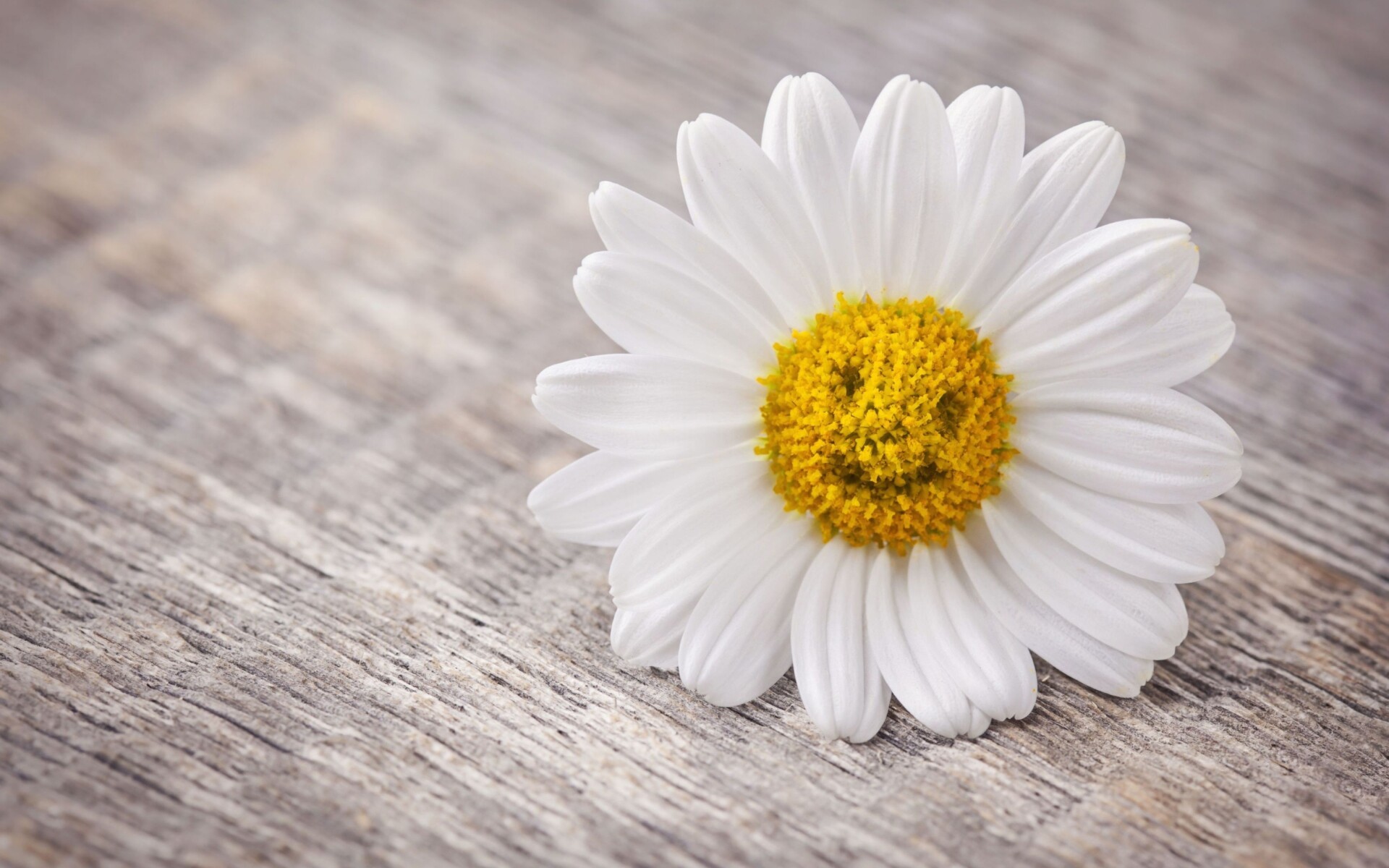 Smile, Daisies Wallpaper, 1920x1200 HD Desktop