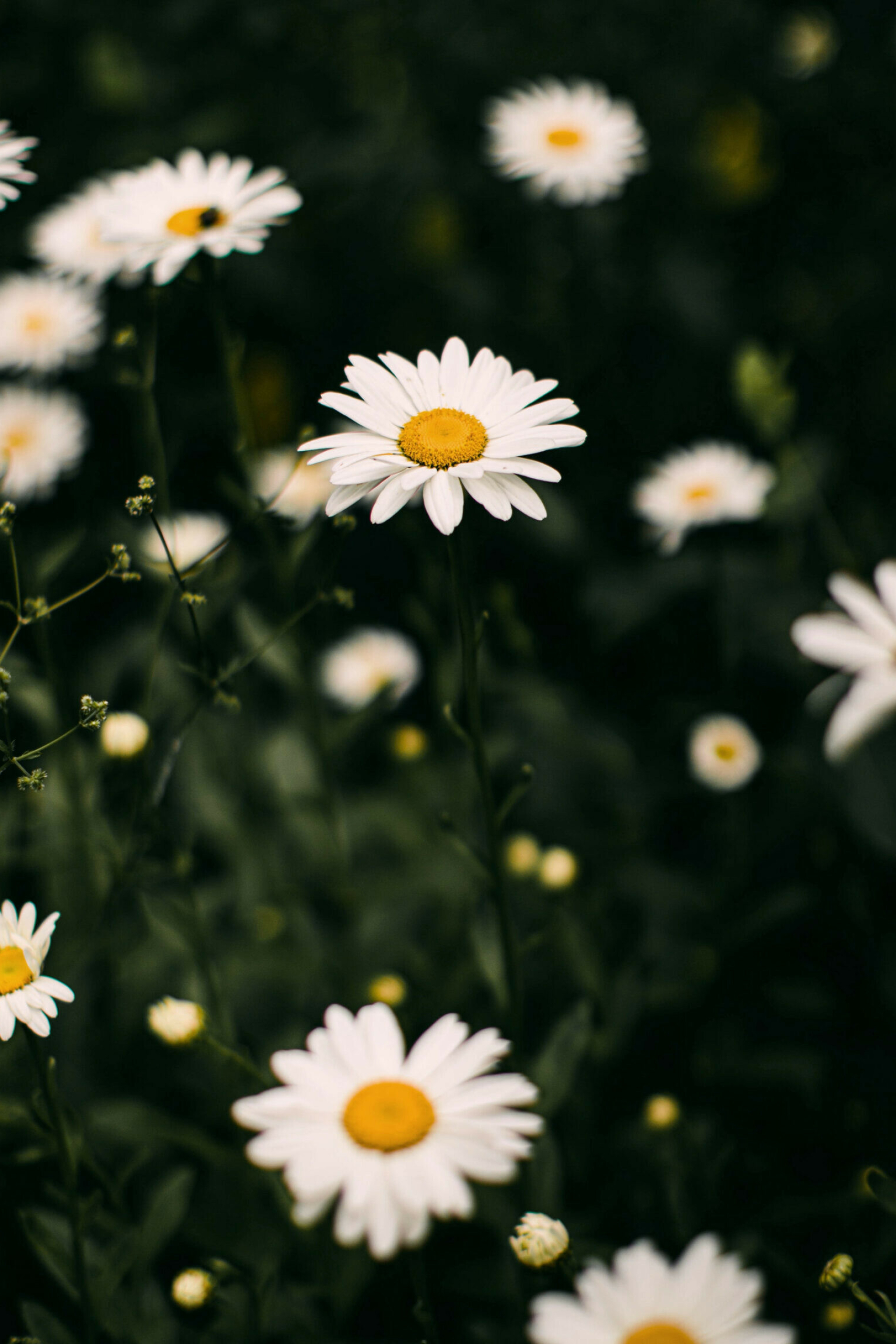 Daisy wallpaper collection, Floral delight, Stunning daisy flowers, Wallpapergets, 1710x2560 HD Phone