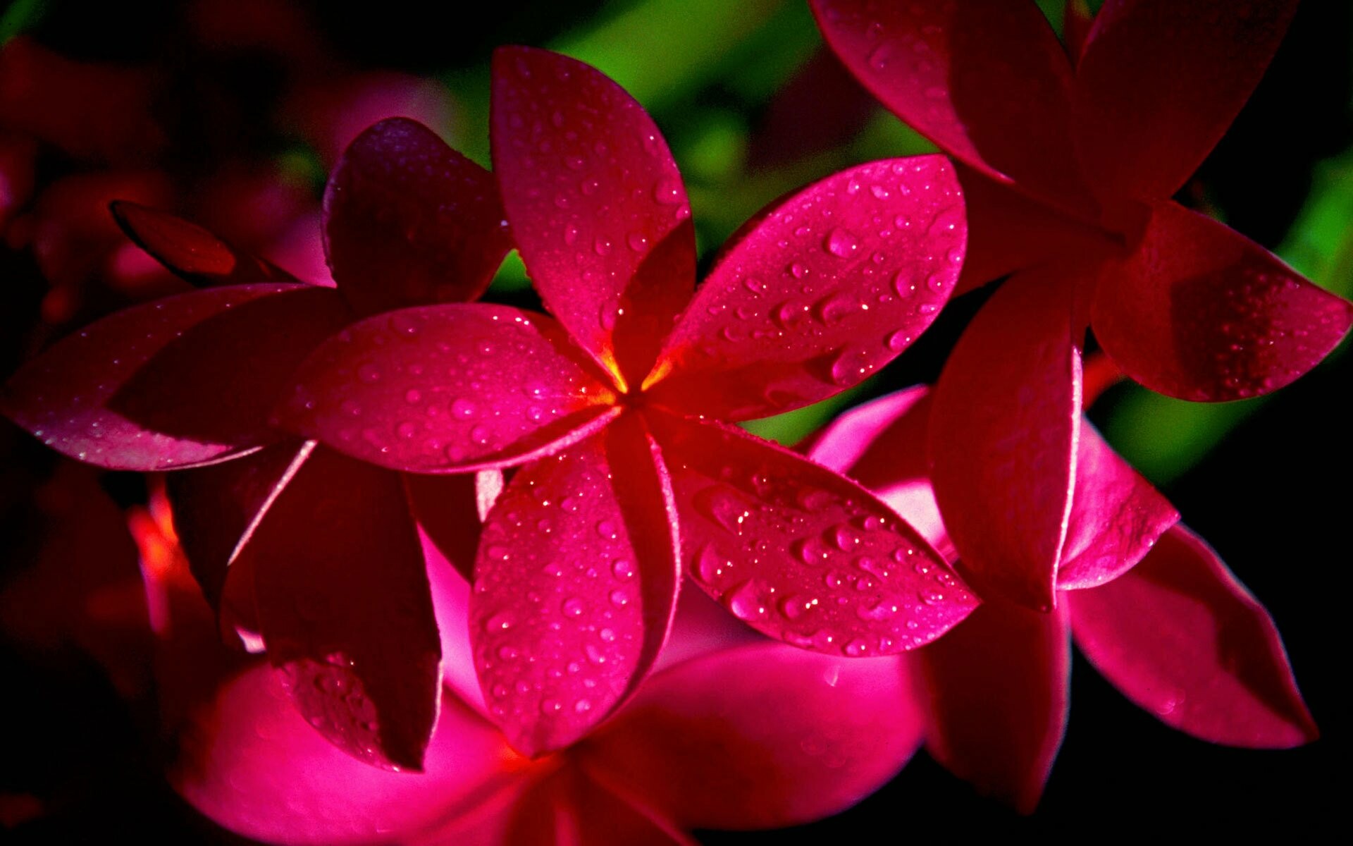 Frangipani HD wallpapers, Tropical ambiance, Exquisite blooms, Botanical allure, 1920x1200 HD Desktop