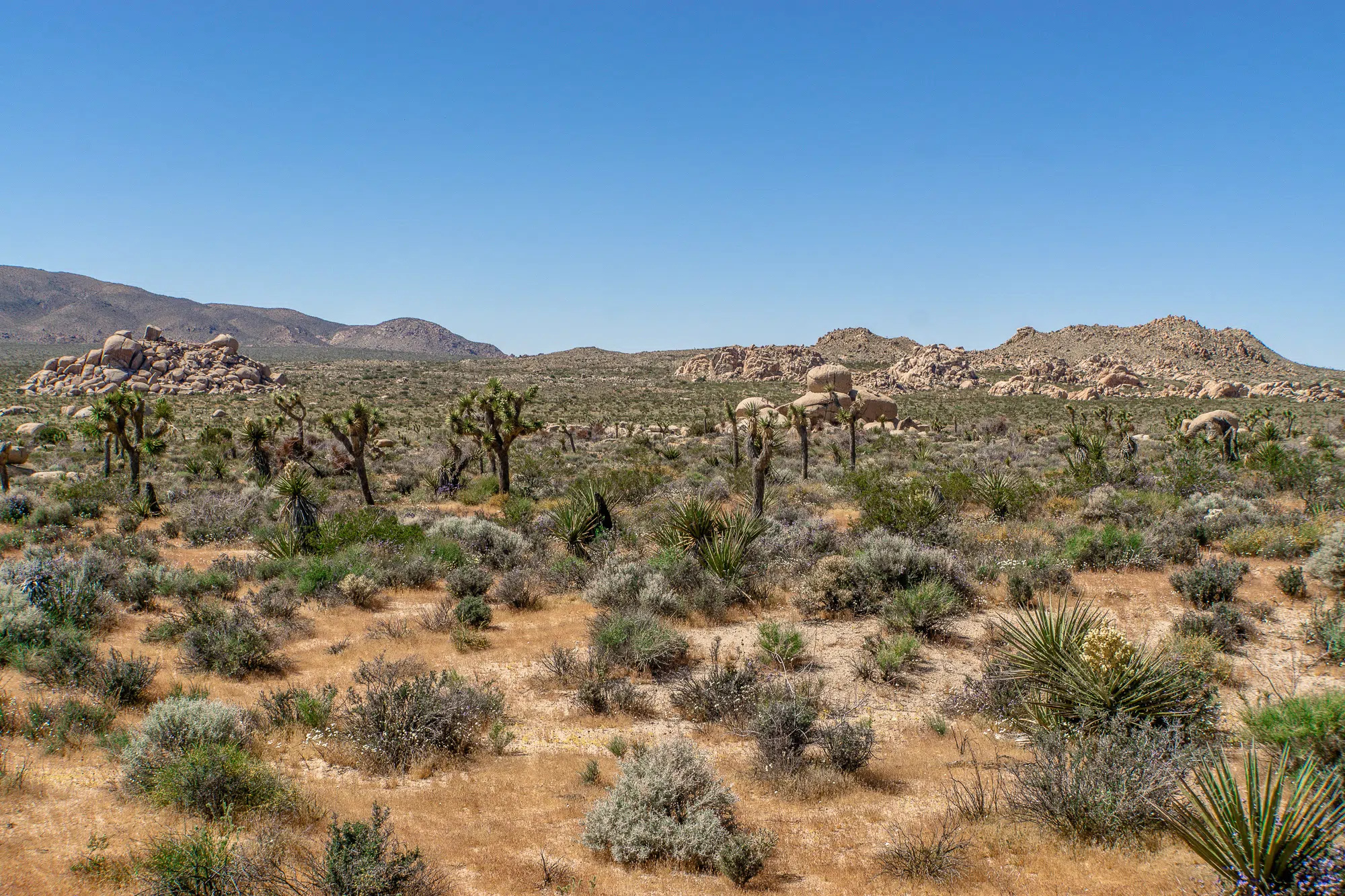 Joshua Tree, National park, Must-visit sites, Highlights, 2000x1340 HD Desktop