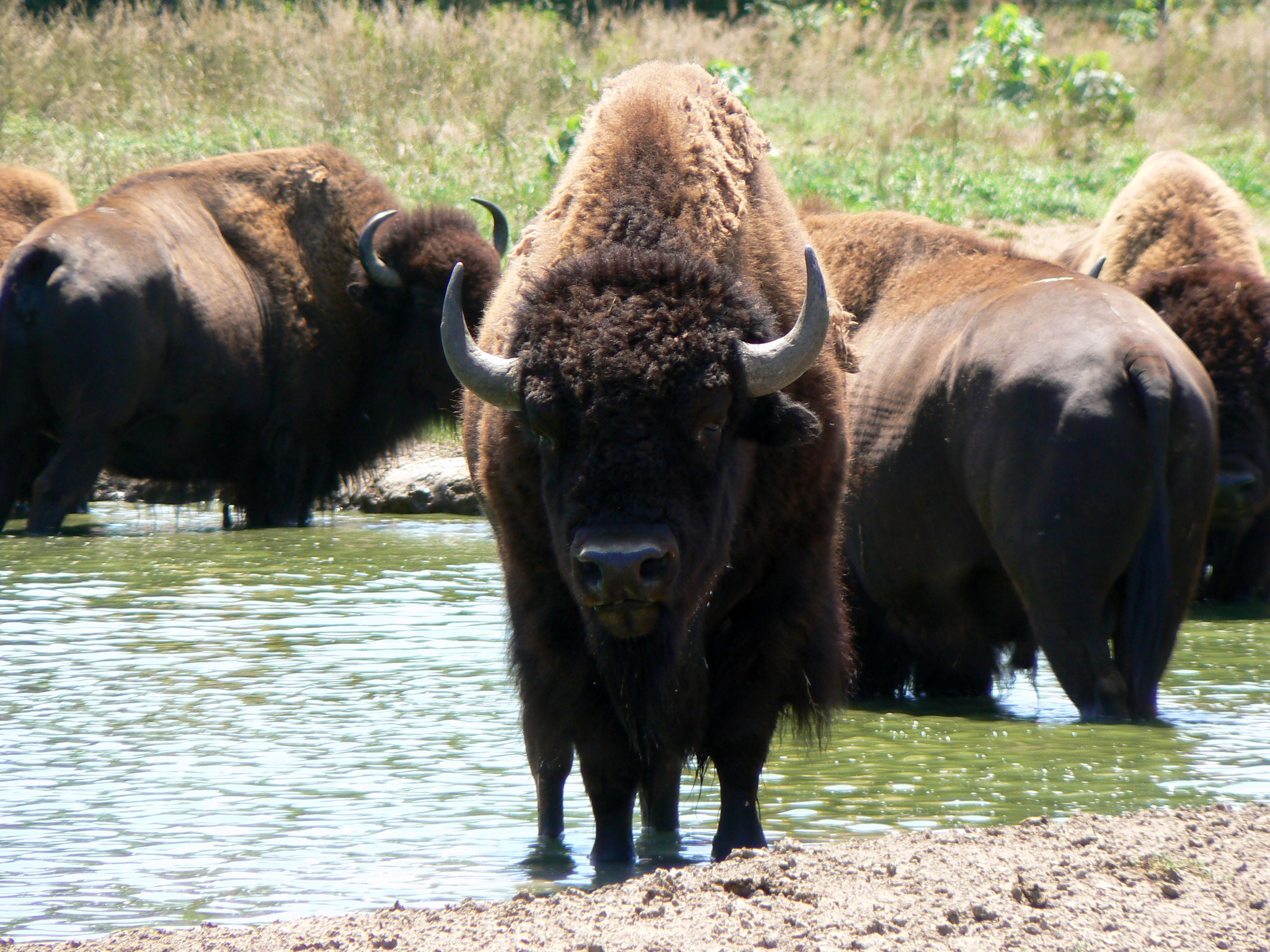 High-definition bison wallpapers, Stunning buffalo backgrounds, Excellent quality bison images, Impressive buffalo photography, 2560x1920 HD Desktop