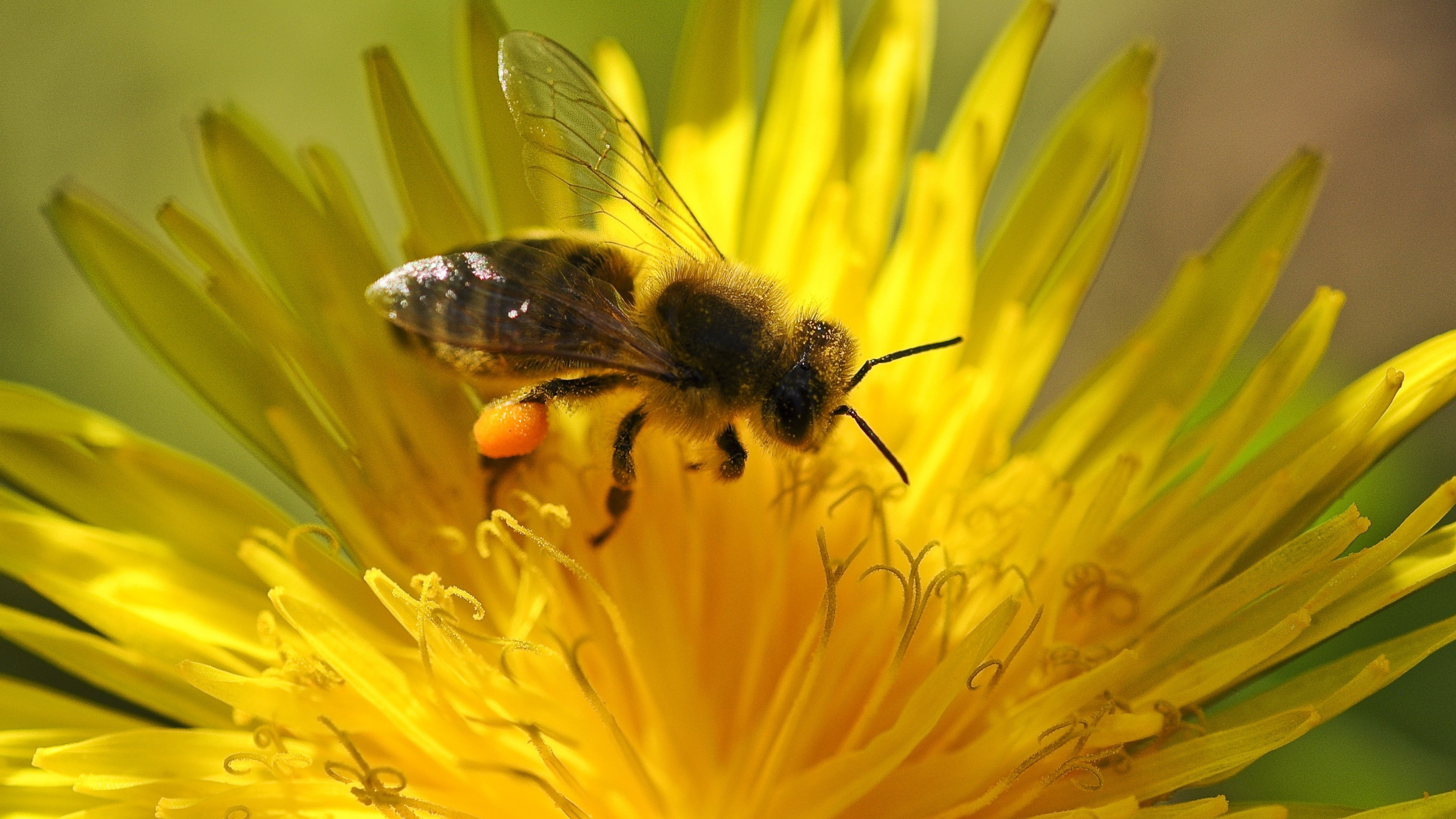 Yellow flower, Bee's pollination, UHD TV wallpaper, Nature's cooperation, 3840x2160 4K Desktop