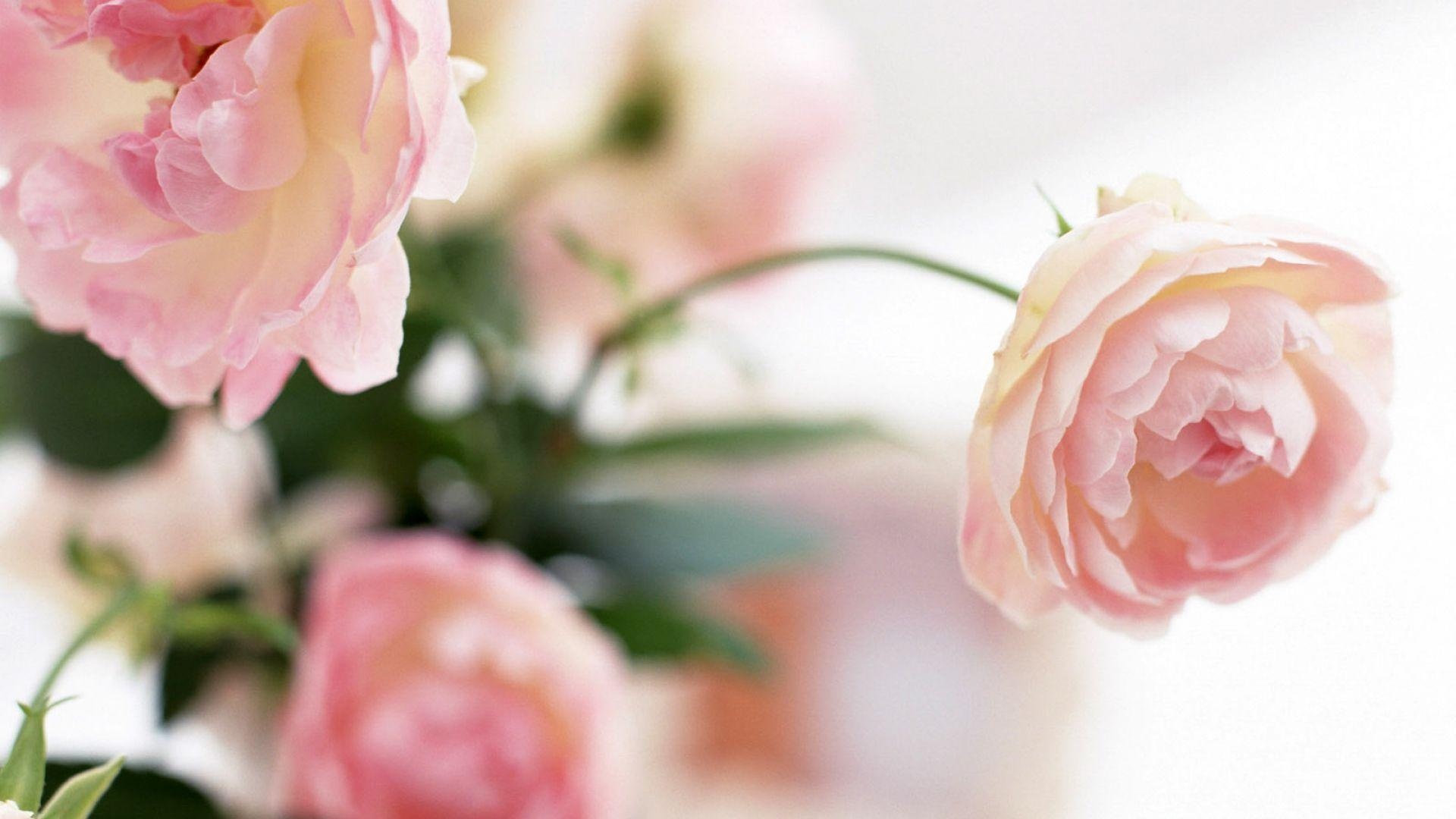 Pale pink peony bloom, Soft focus bokeh, High-key white background, Full HD Desktop wallpaper