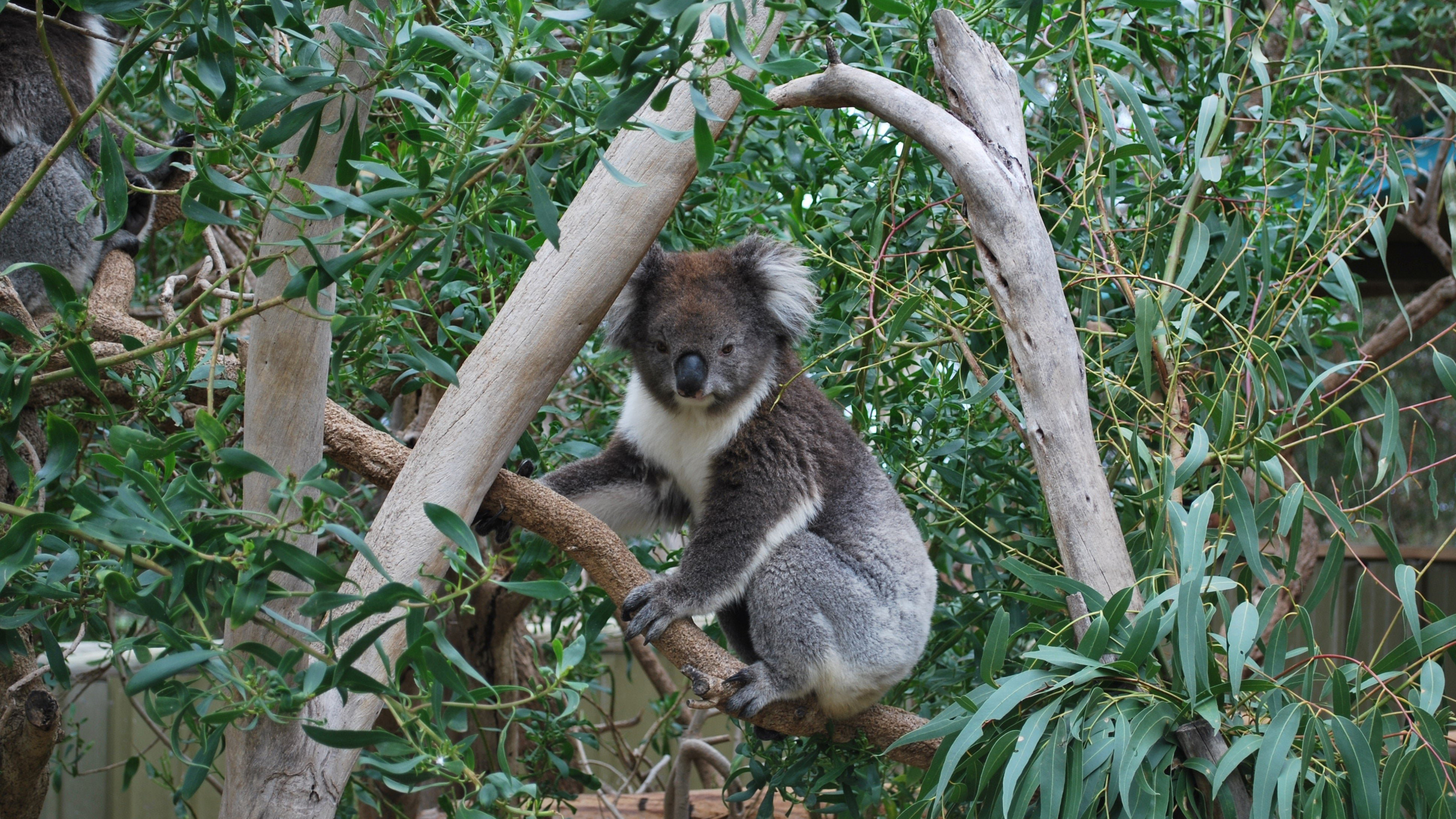 Koala widescreen wallpaper, Baltana, 3840x2160 4K Desktop