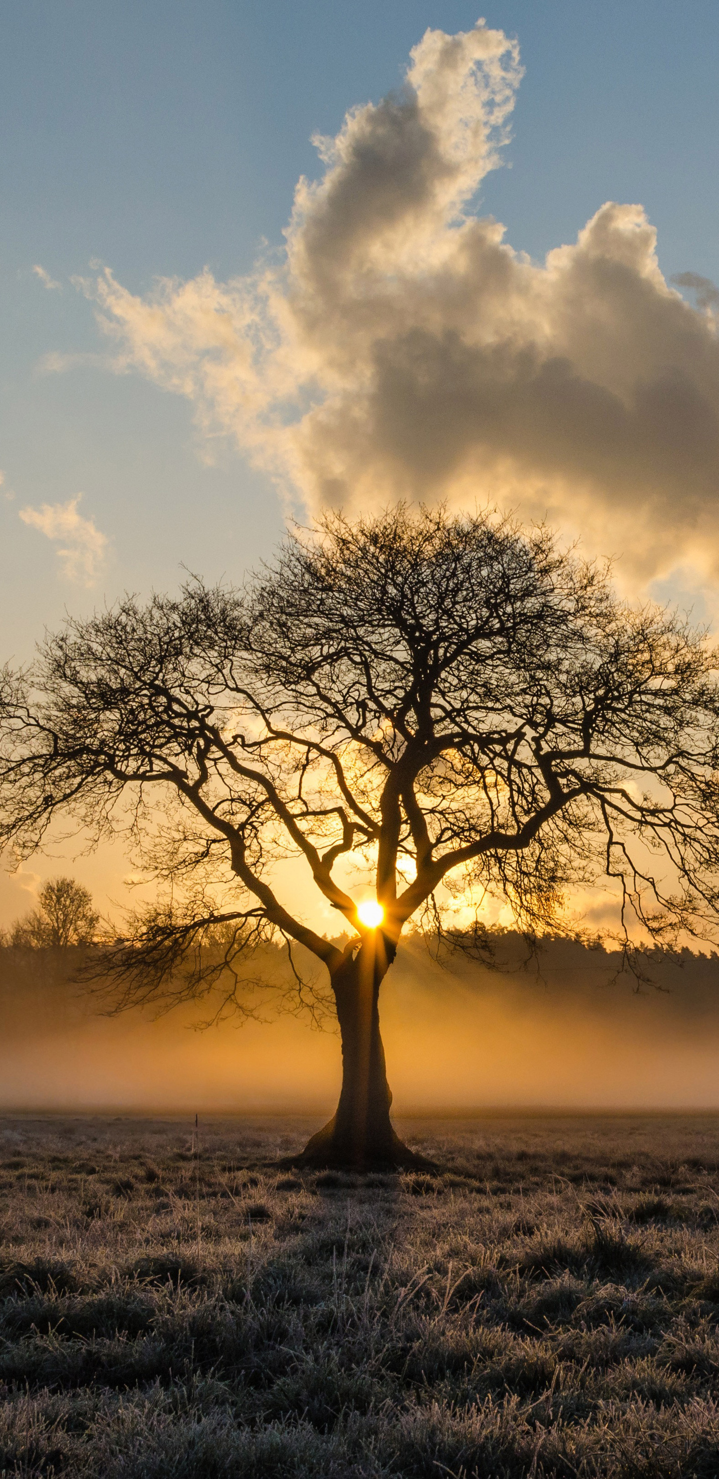 Solitary oak tree, Samsung Galaxy wallpapers, QHD display, 5K resolution, 1440x2960 HD Phone