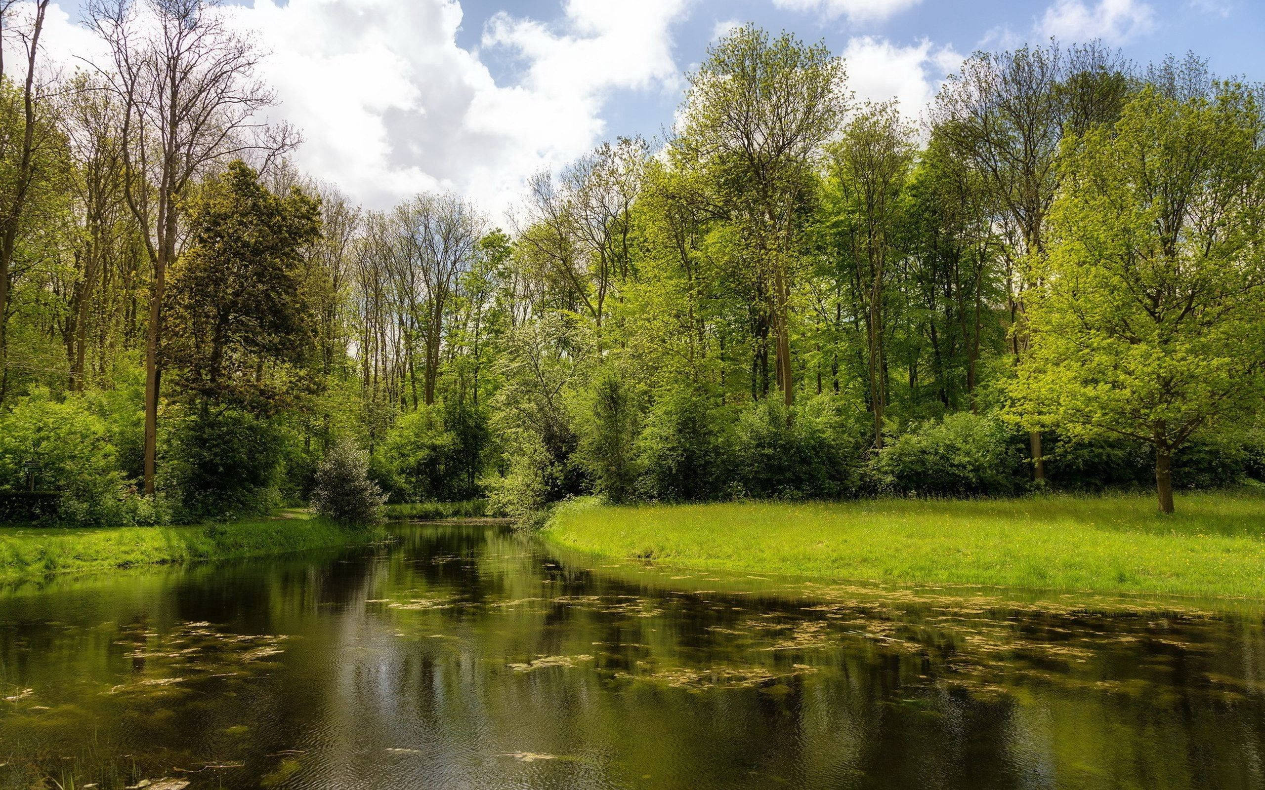 reflective woodland pond, summer deciduous forest, sunlit grassy bank, HD Desktop wallpaper