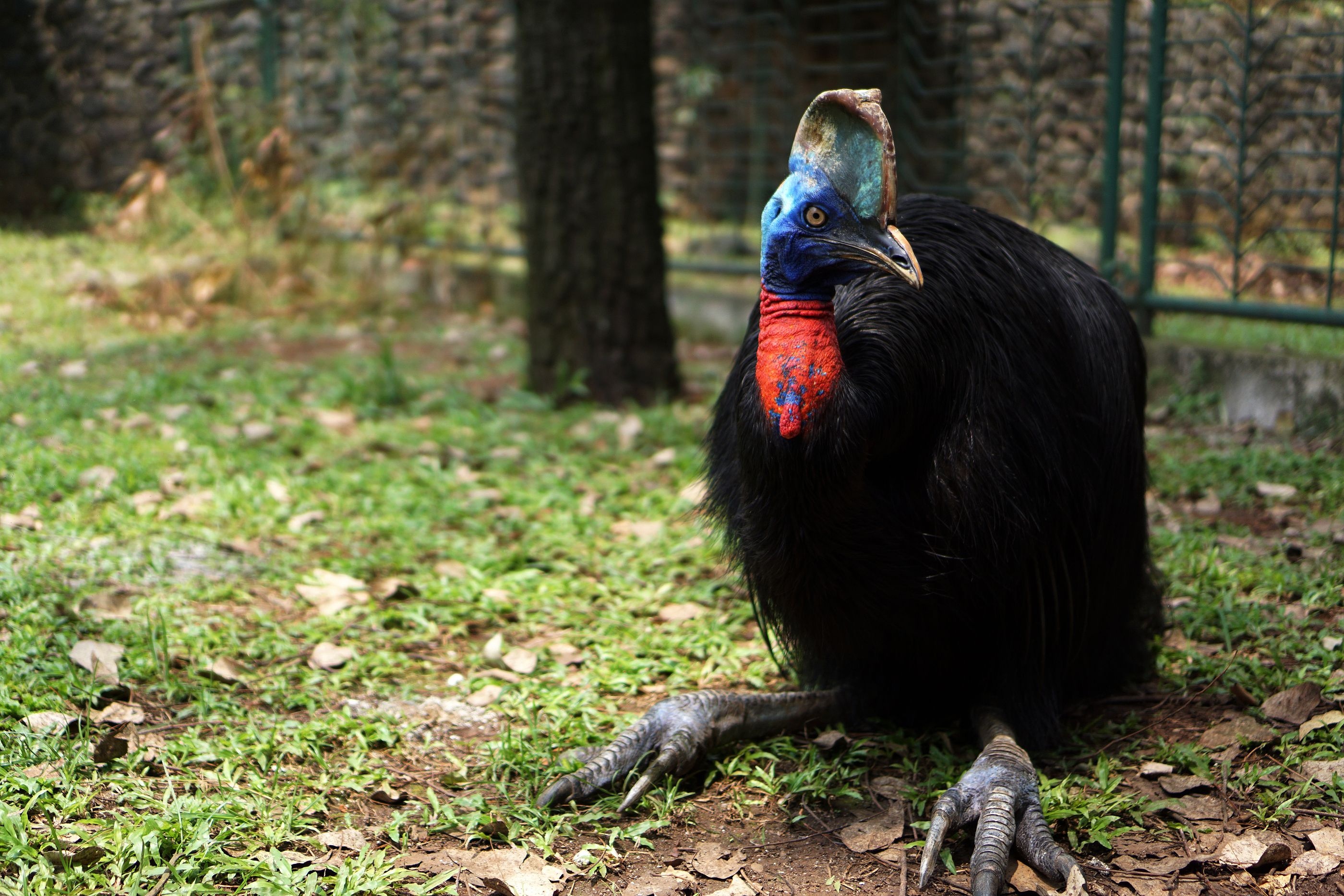 Cassowary farming experiences, Avian farmer's perspective, Poultry industry insights, Unique occupation, 2800x1870 HD Desktop