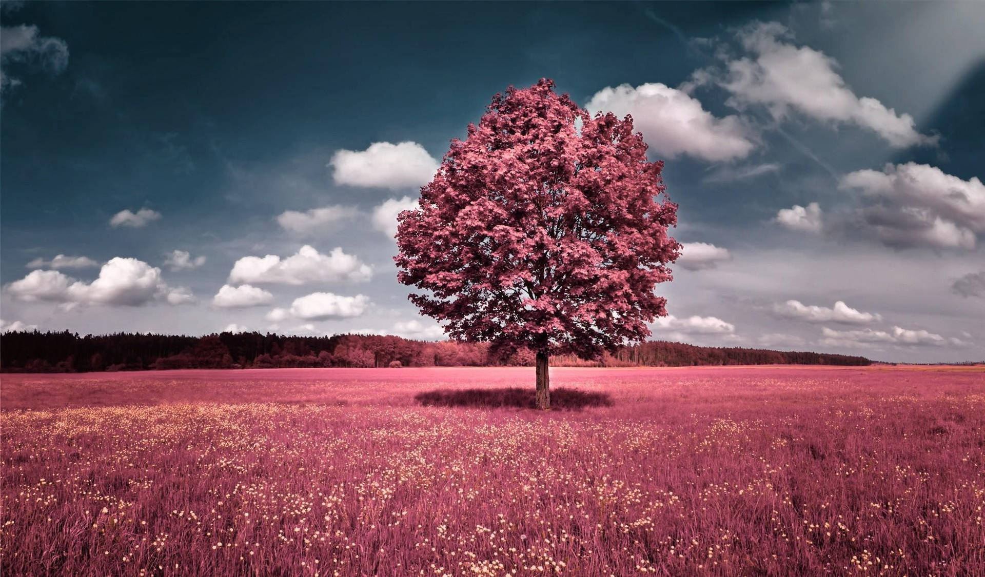Solitary pink tree, Pink wildflower meadow, Cloudy blue sky, HD Desktop wallpaper