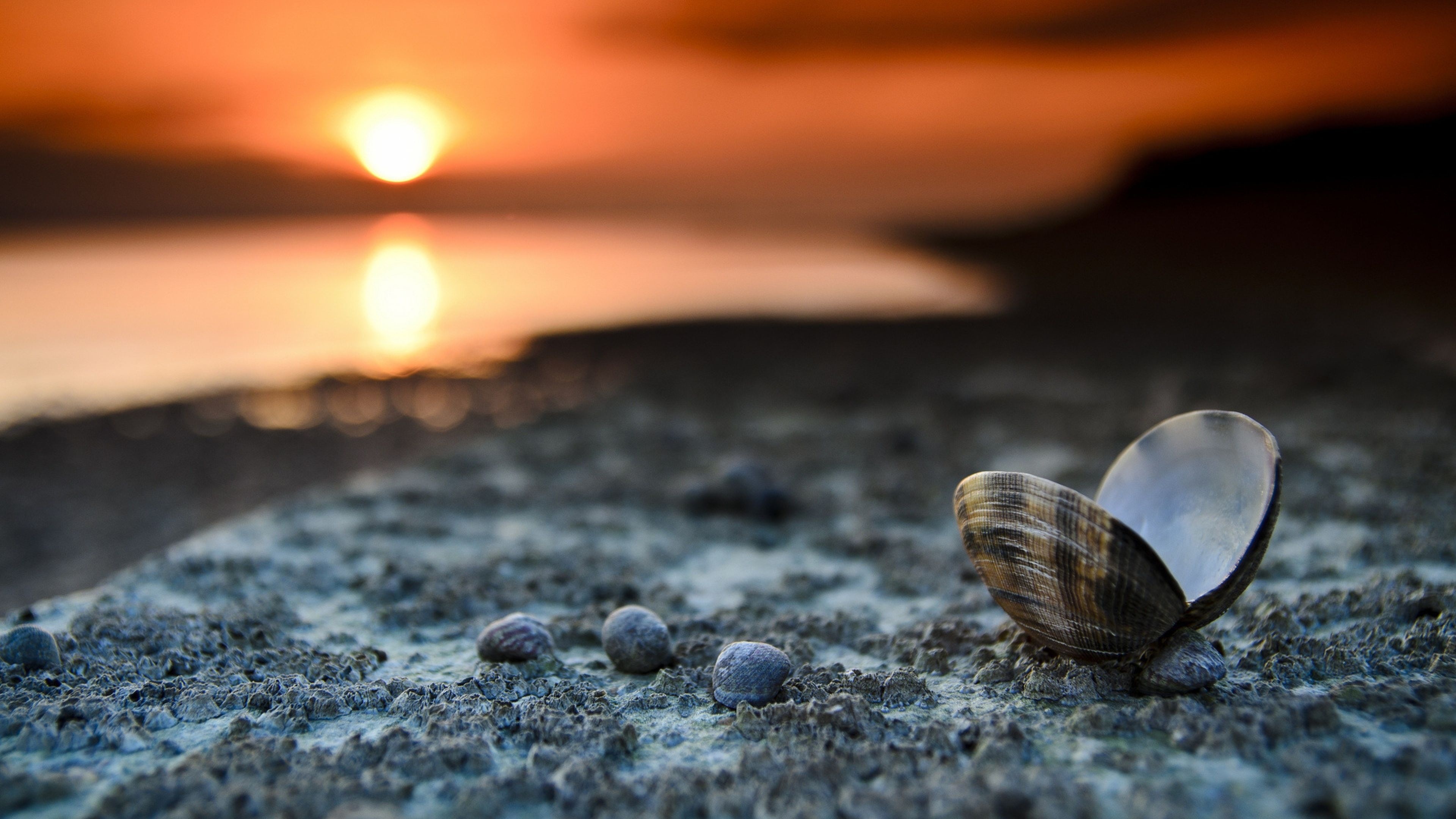 Sea shell eyecandy, Desktop marvel, Coastal magic, Nature's wonders, 3840x2160 4K Desktop