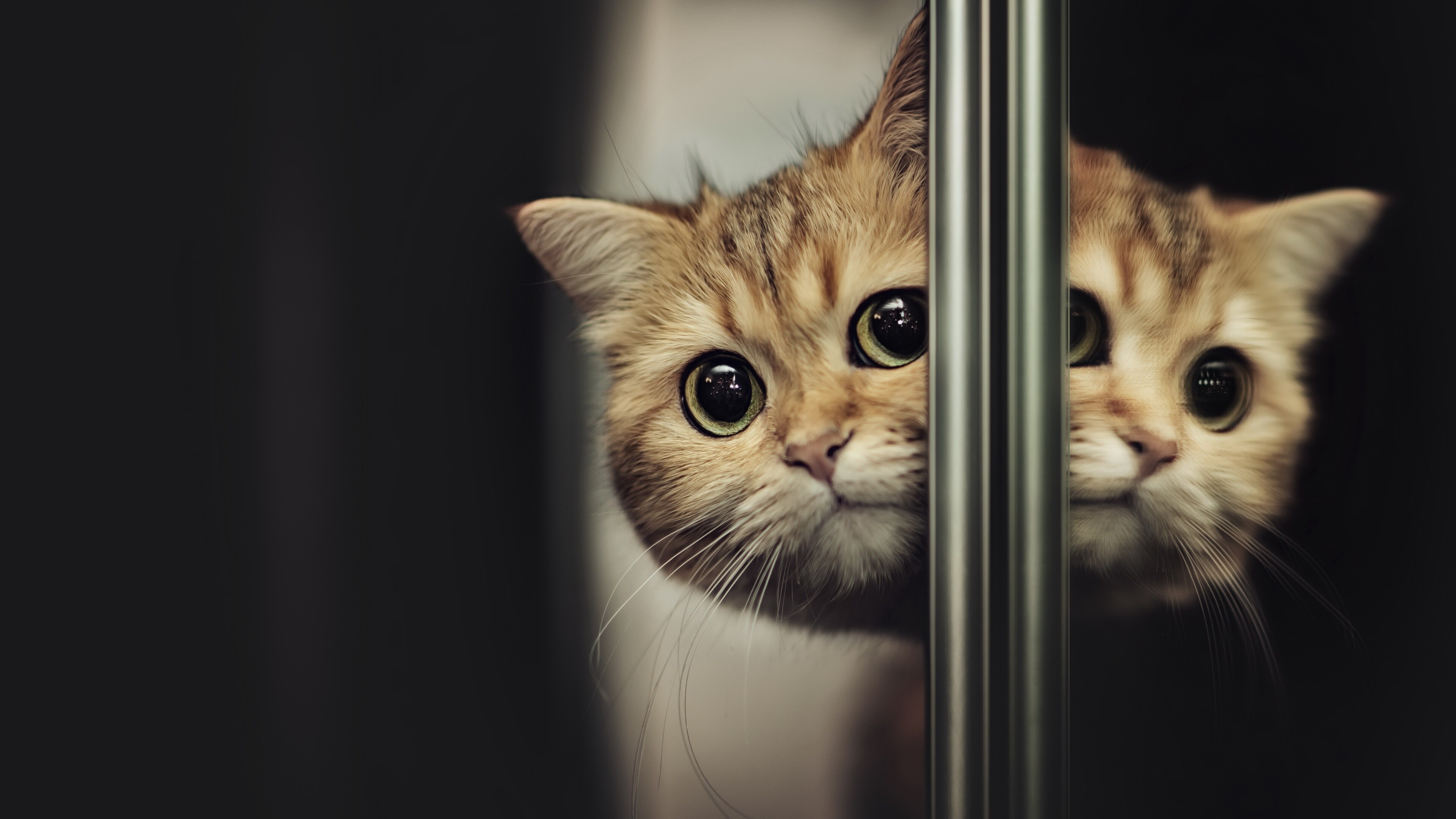 Ultra HD cat wallpaper, High resolution, Striking feline, Detailed image, 3840x2160 4K Desktop