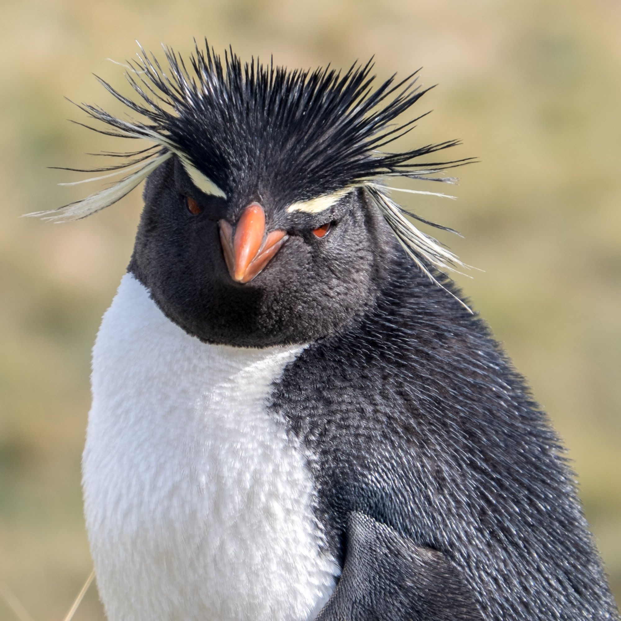 Rockhopper, Penguins Wallpaper, 2000x2000 HD Phone