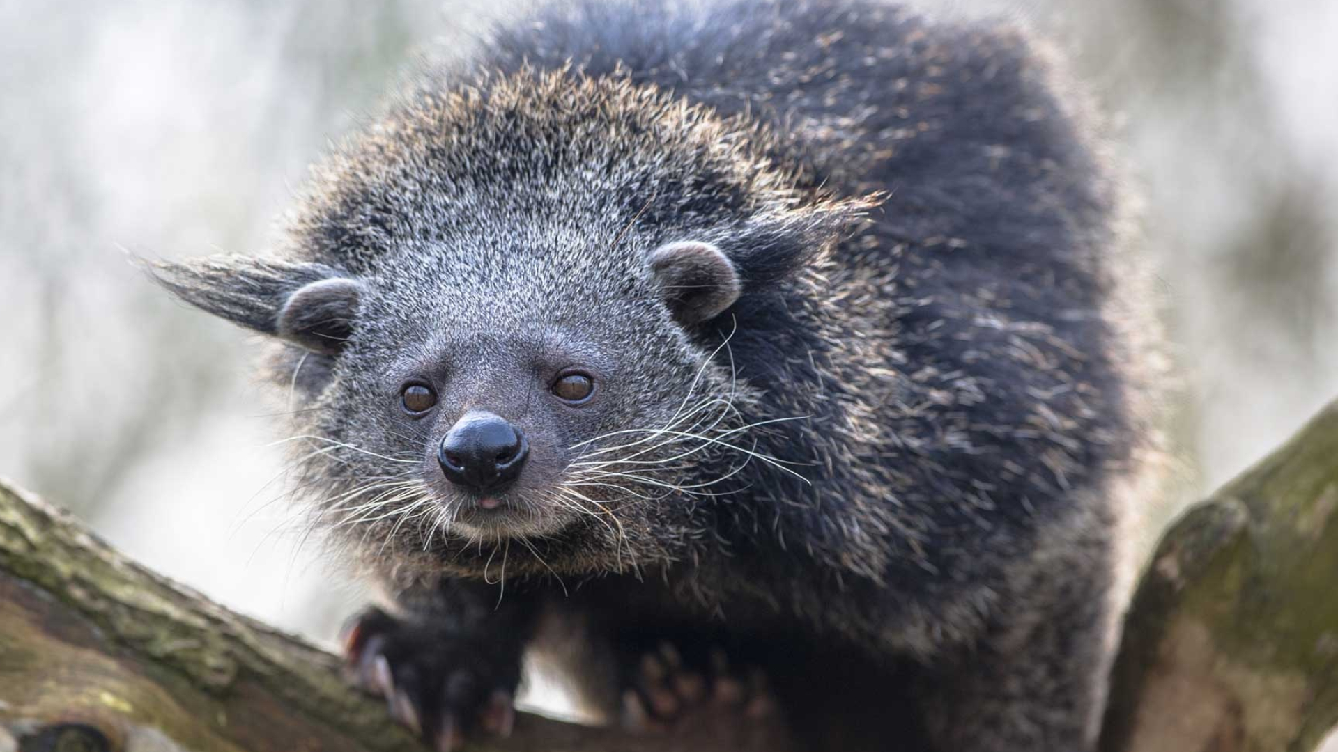 Binturong species, Haibu in Japanese folklore, Shy creature, Forest-dwelling omnivore, 1920x1080 Full HD Desktop