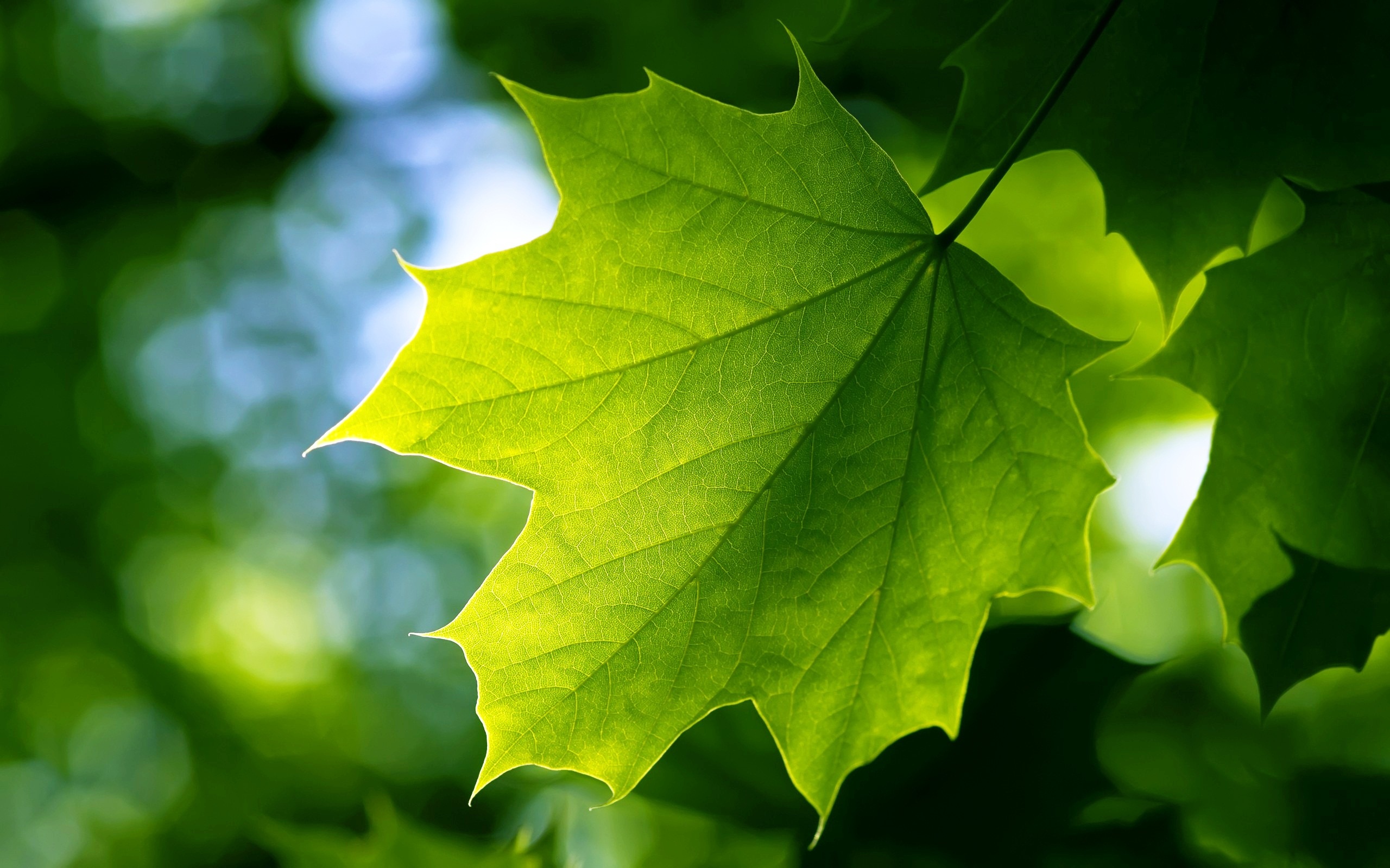 48 green leaf wallpaper, Nature's freshness, Leafy greens, Vibrant, 2560x1600 HD Desktop