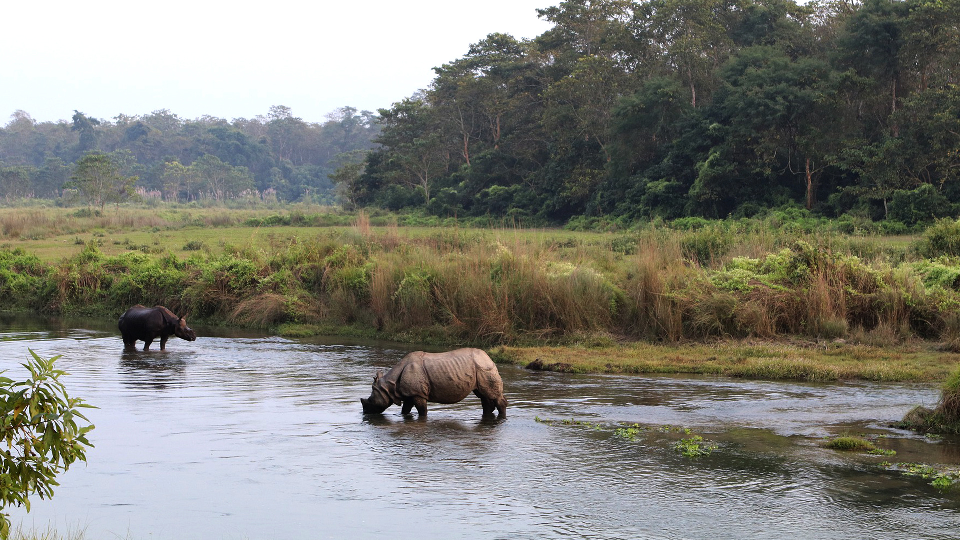 Exotic wildlife, Jungle safari, Rare animal encounters, Natural habitats, 1920x1080 Full HD Desktop