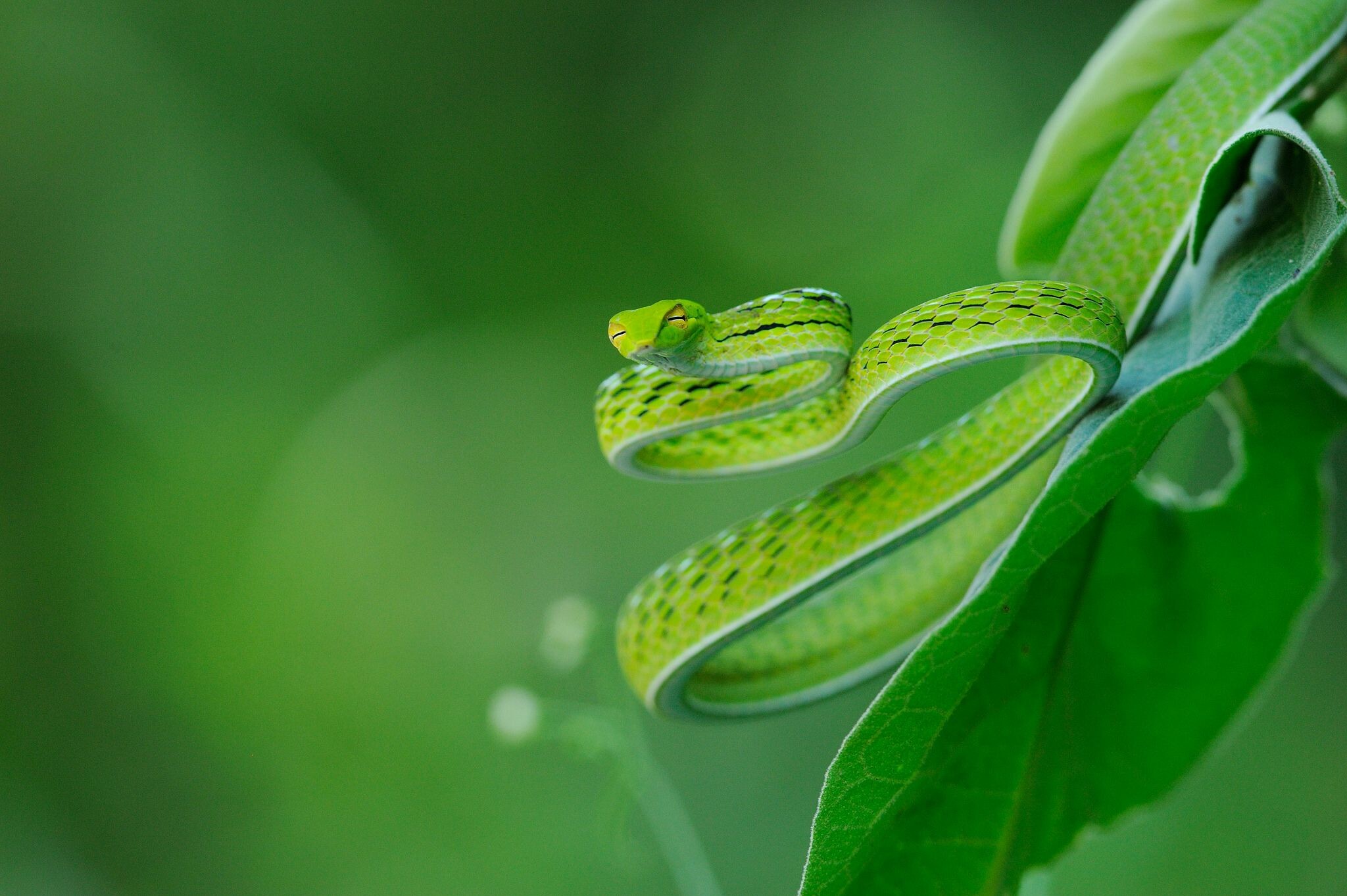 Green snake wonders, Serpentine shades, Nature's gem, Reptilian beauty, 2050x1370 HD Desktop