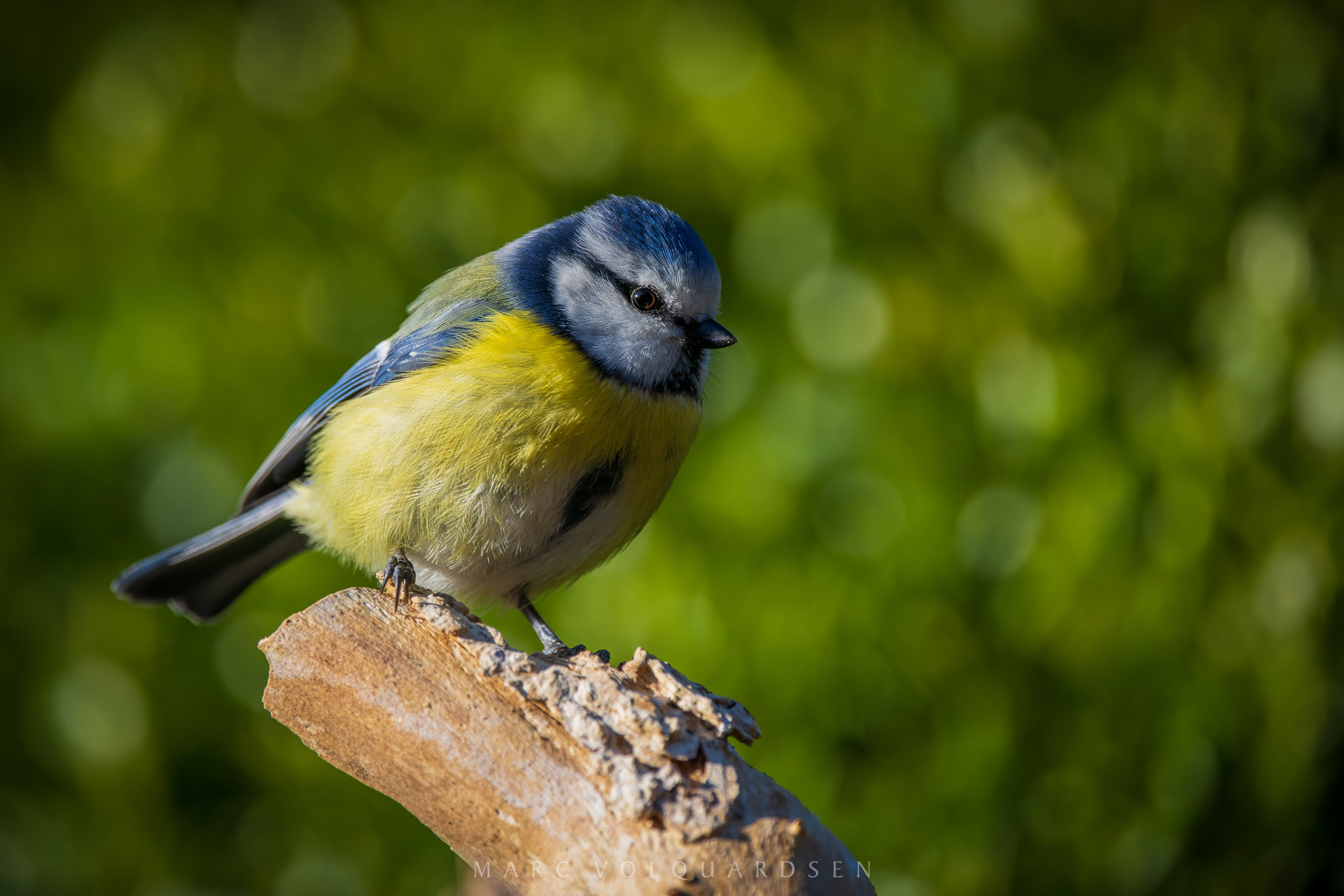 Blue tit, Morning light, Marc Volquardsen, Birds, 2050x1370 HD Desktop