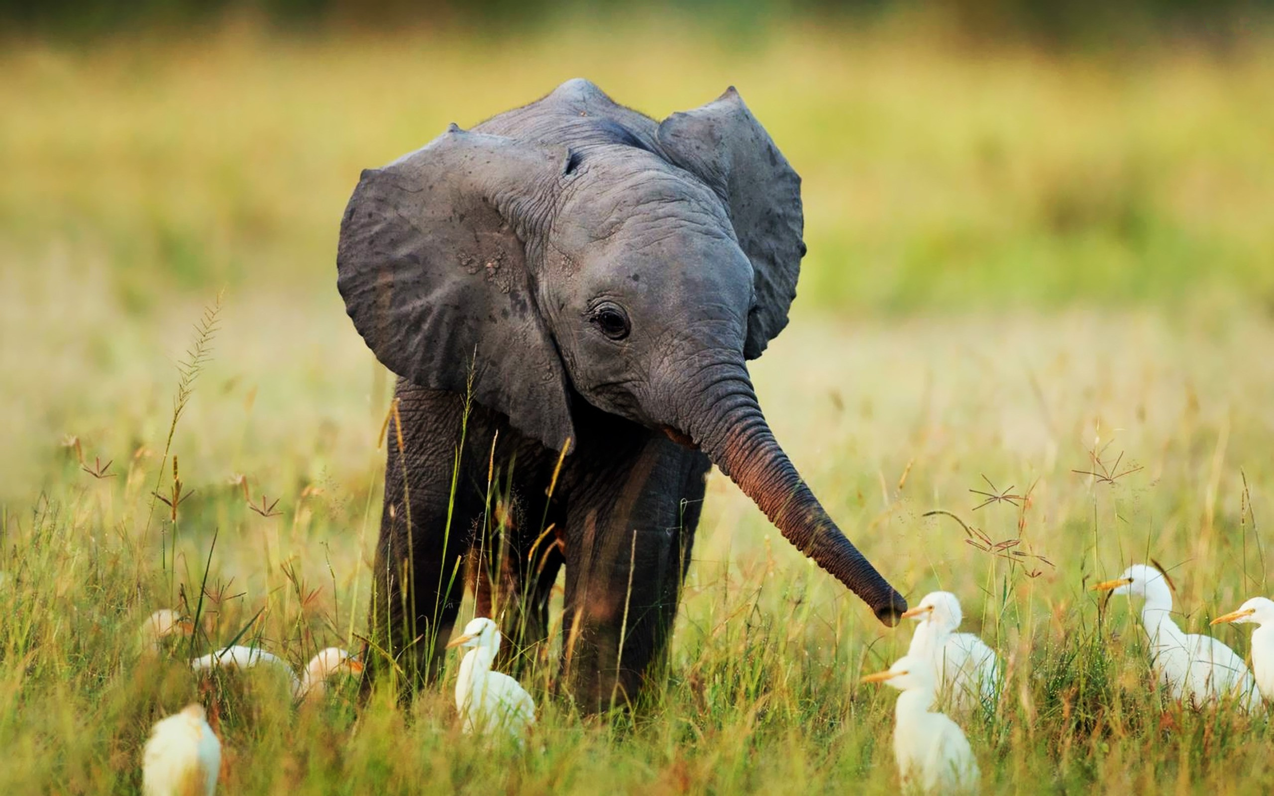 Elephant, Baby Animal Wallpaper, 2560x1600 HD Desktop