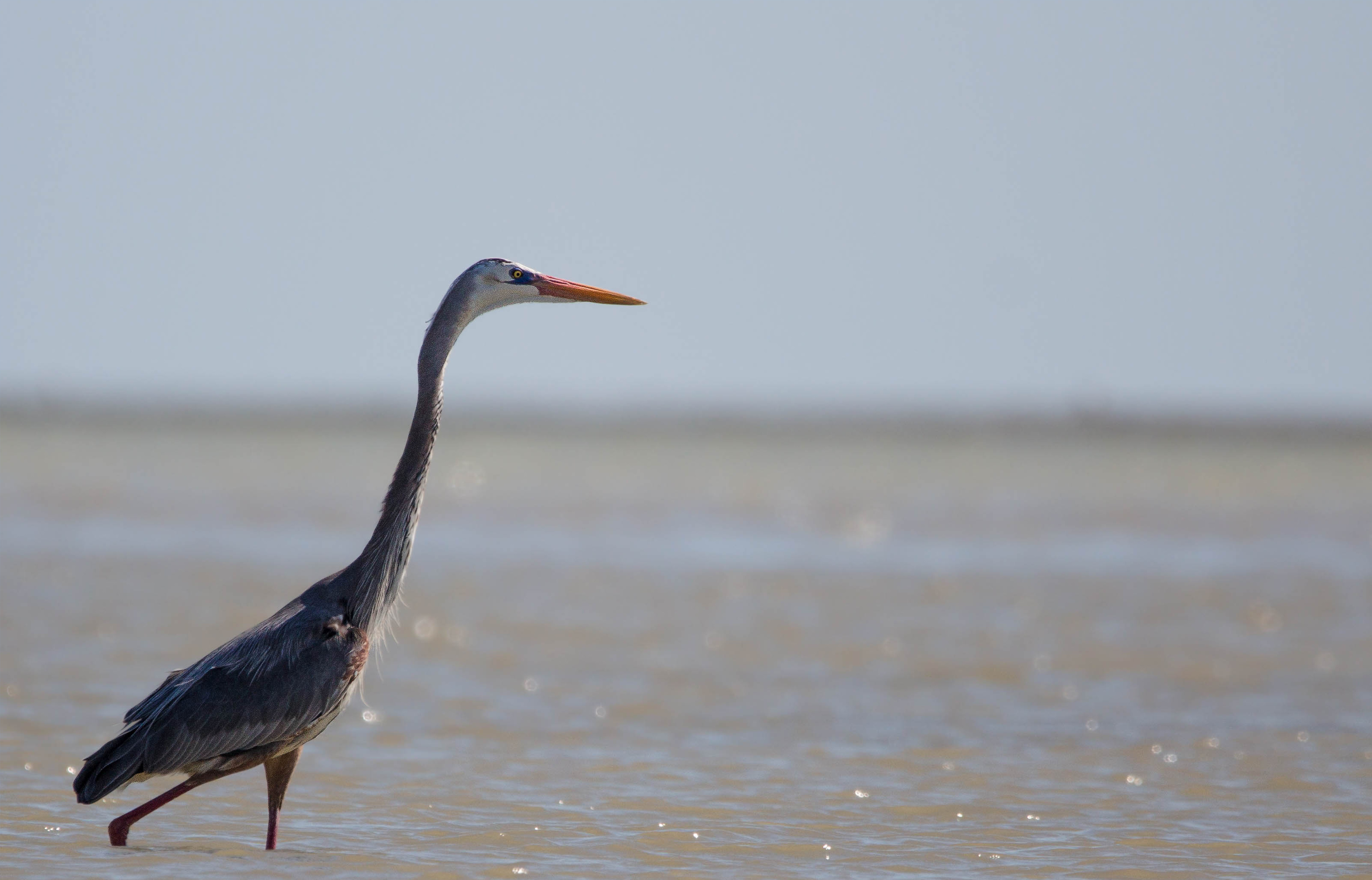 Great blue heron flying, free stock photo, majestic bird, 3250x2090 HD Desktop