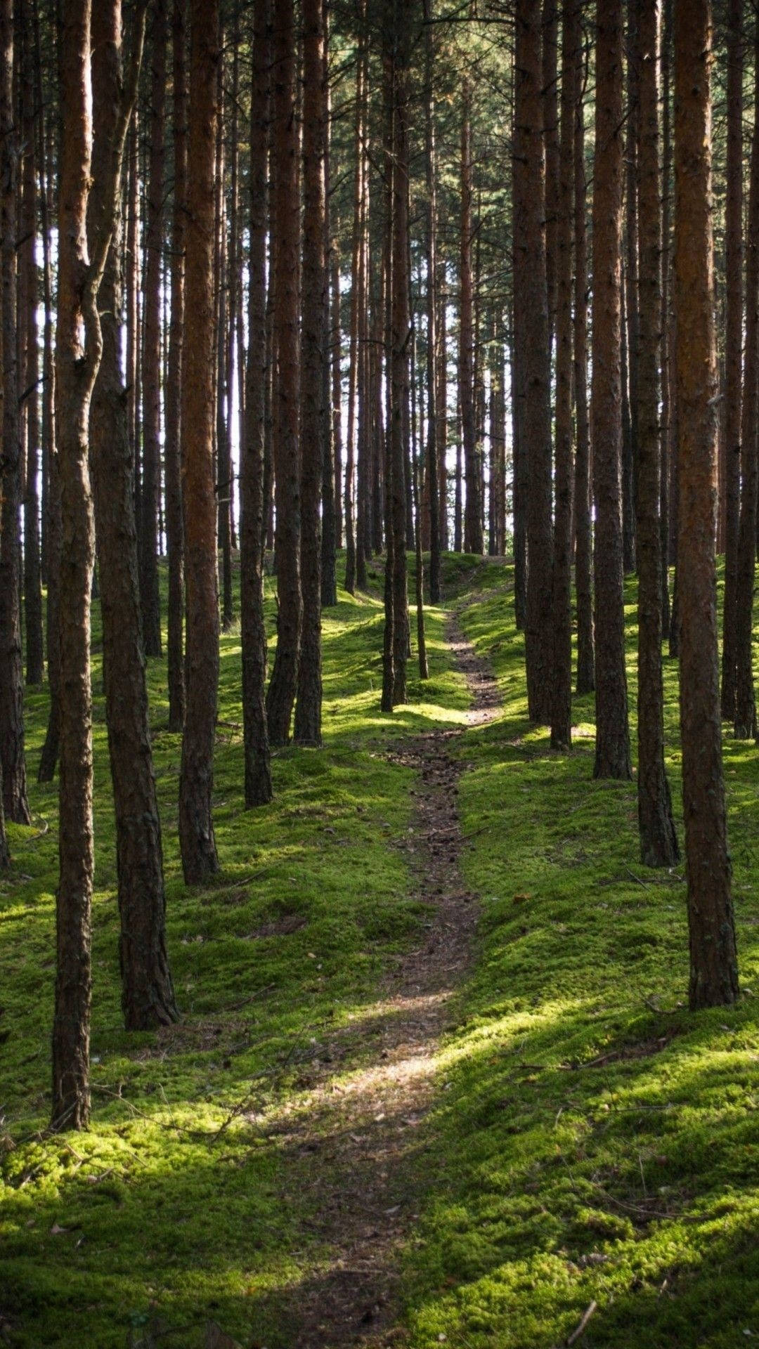 mossy forest path, pine tree trunks, dappled forest sunlight, Full HD Phone wallpaper