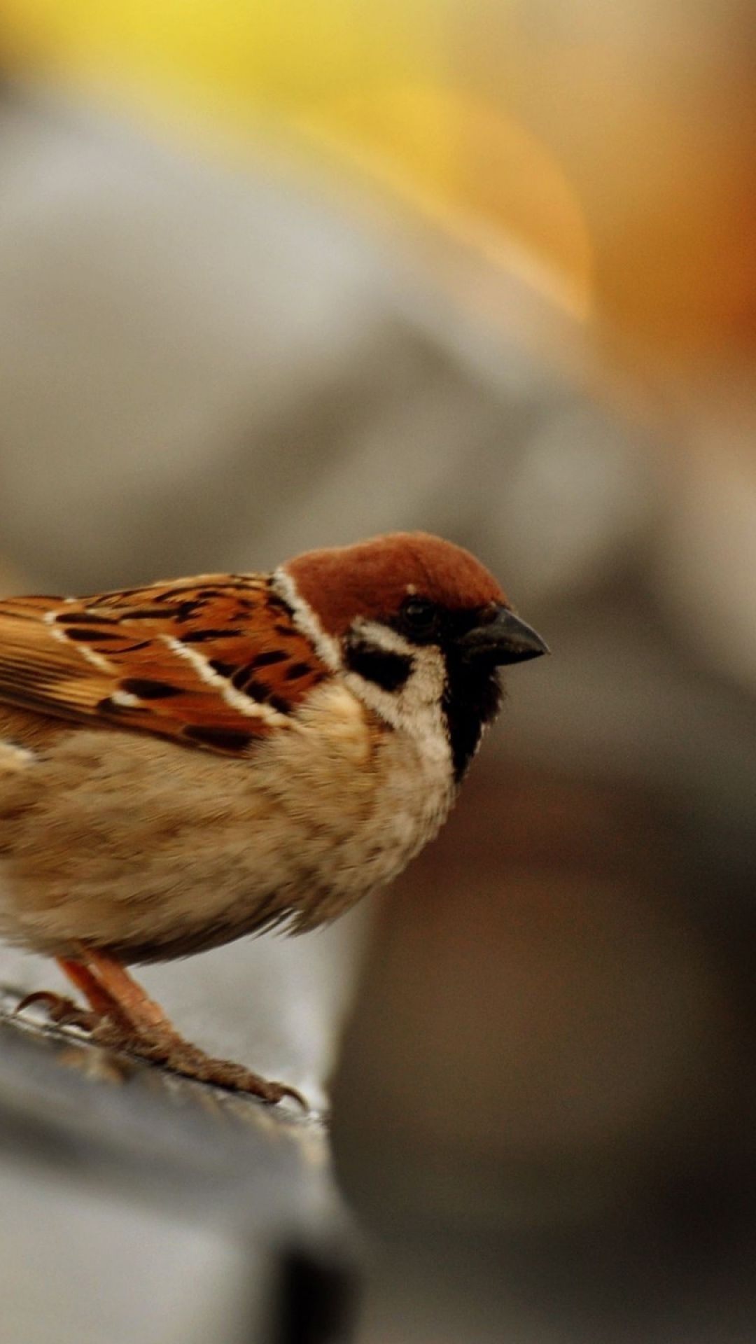 Blurry sparrow, Colorful bird, Avian observer, Smartphone background, 1080x1920 Full HD Phone