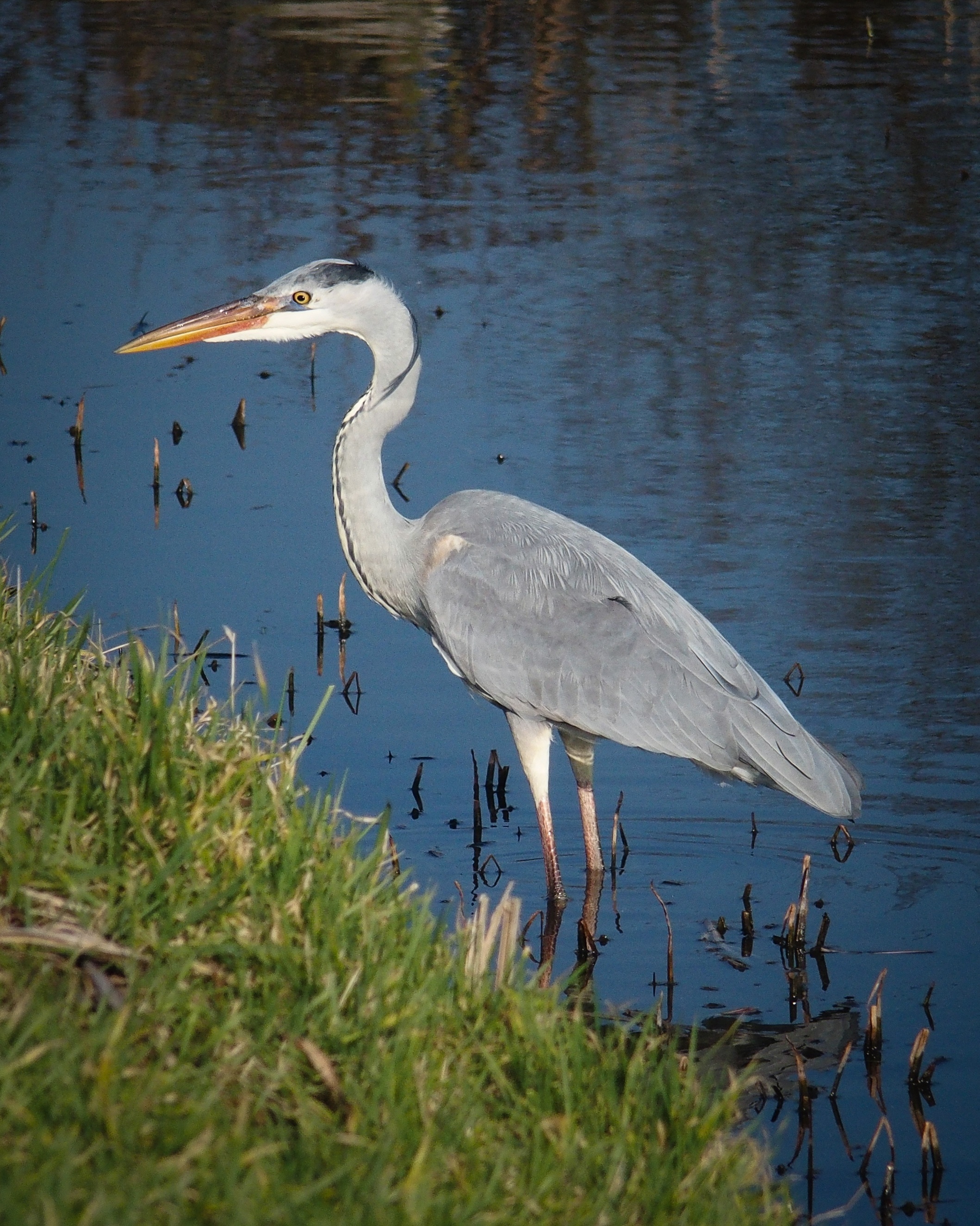 Grey heron, Graceful bird, Stunning plumage, Avian beauty, 2120x2650 HD Phone