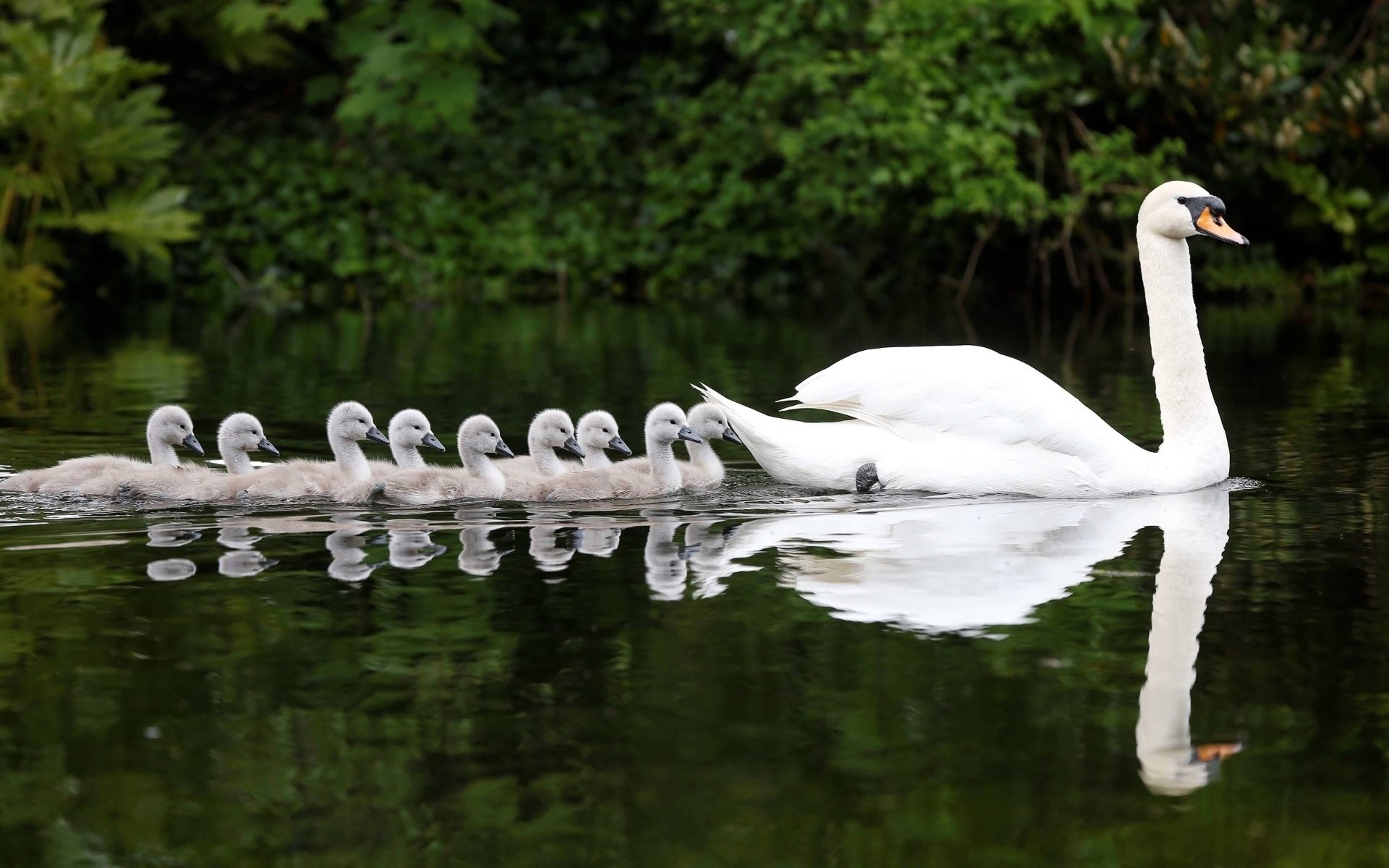 Mute swan, Swan wallpaper, Swan wallpaper, Swan, 1920x1200 HD Desktop