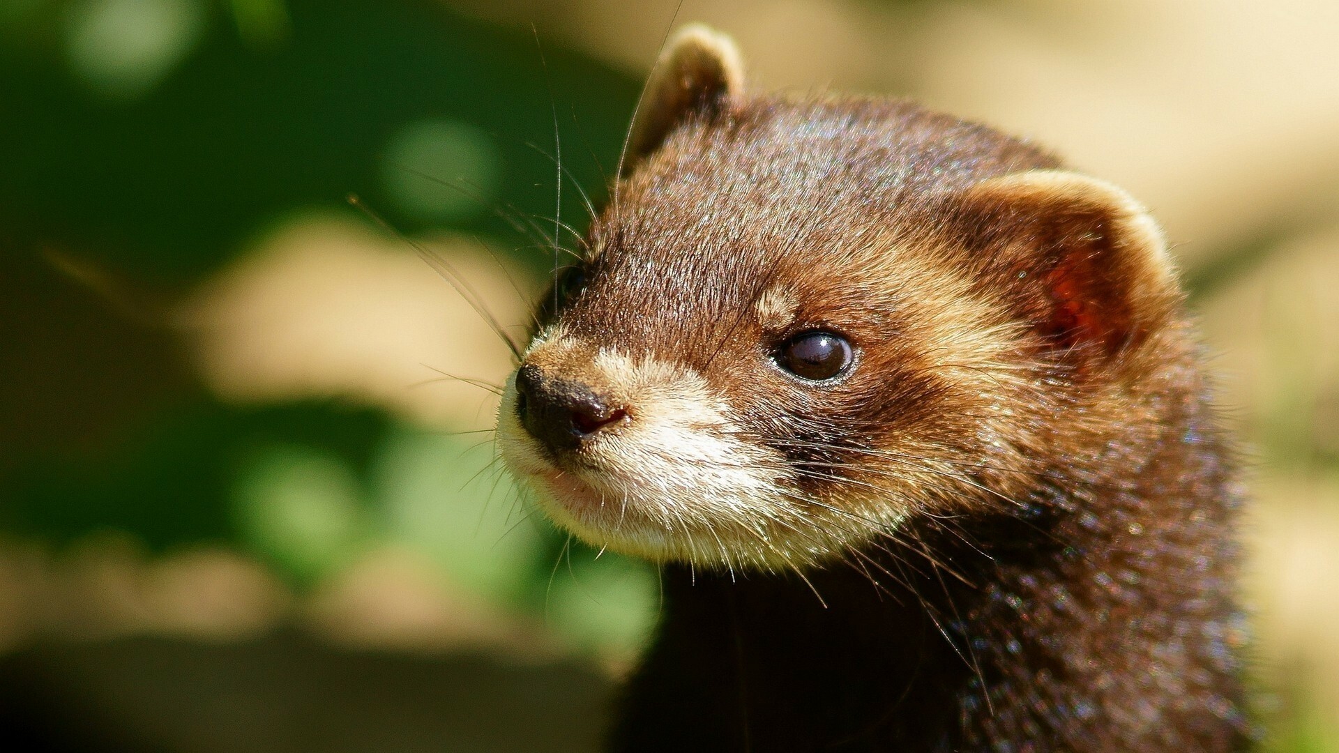 Ferret showcase, Broad range of colours, Whiskered cuteness, Irresistible playfulness, 1920x1080 Full HD Desktop