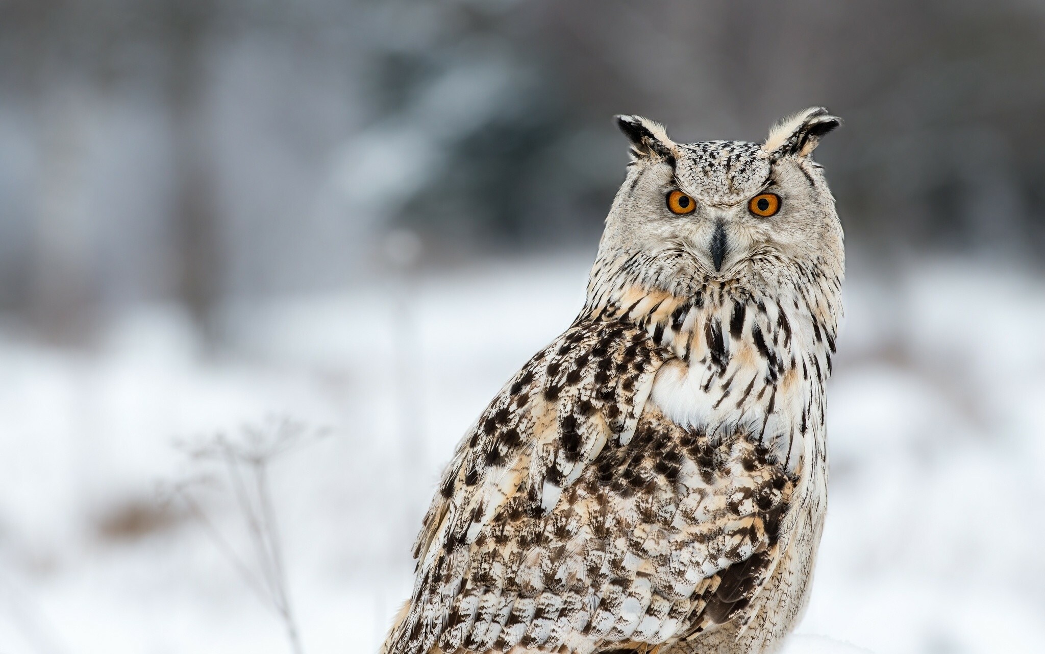 Owl wallpaper, Airwallpaper. com, Desktop inspired, Wallpaper with owl motif, 2050x1290 HD Desktop