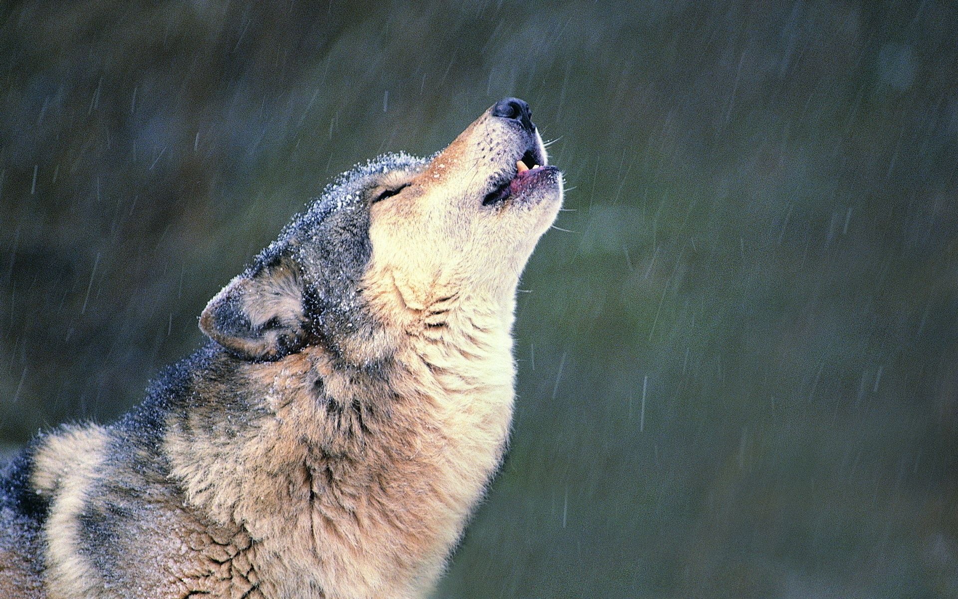 Grey wolf, Howling Wolf Wallpaper, 1920x1200 HD Desktop