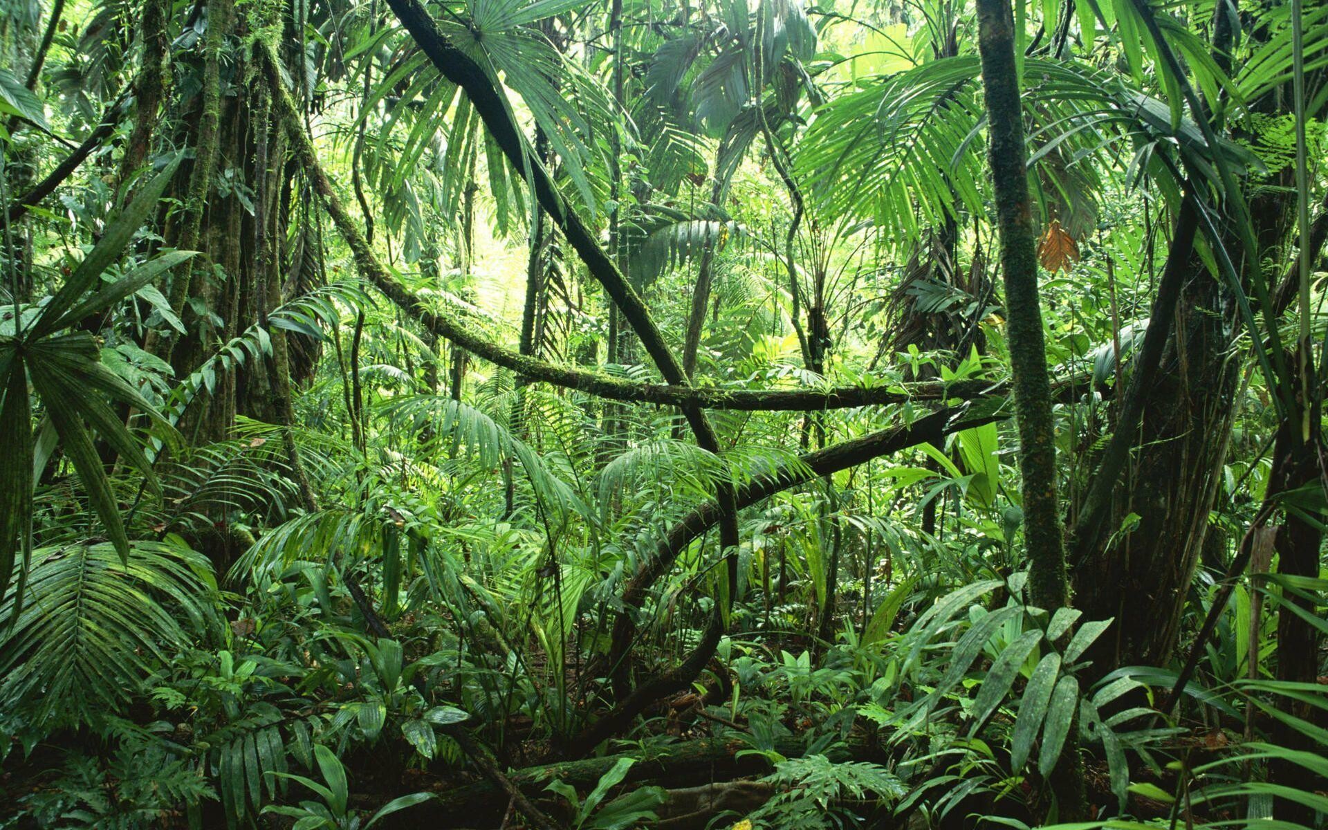 Cool jungle vibes, Jungle adventures, Screensaver delight, Nature's playground, 1920x1200 HD Desktop