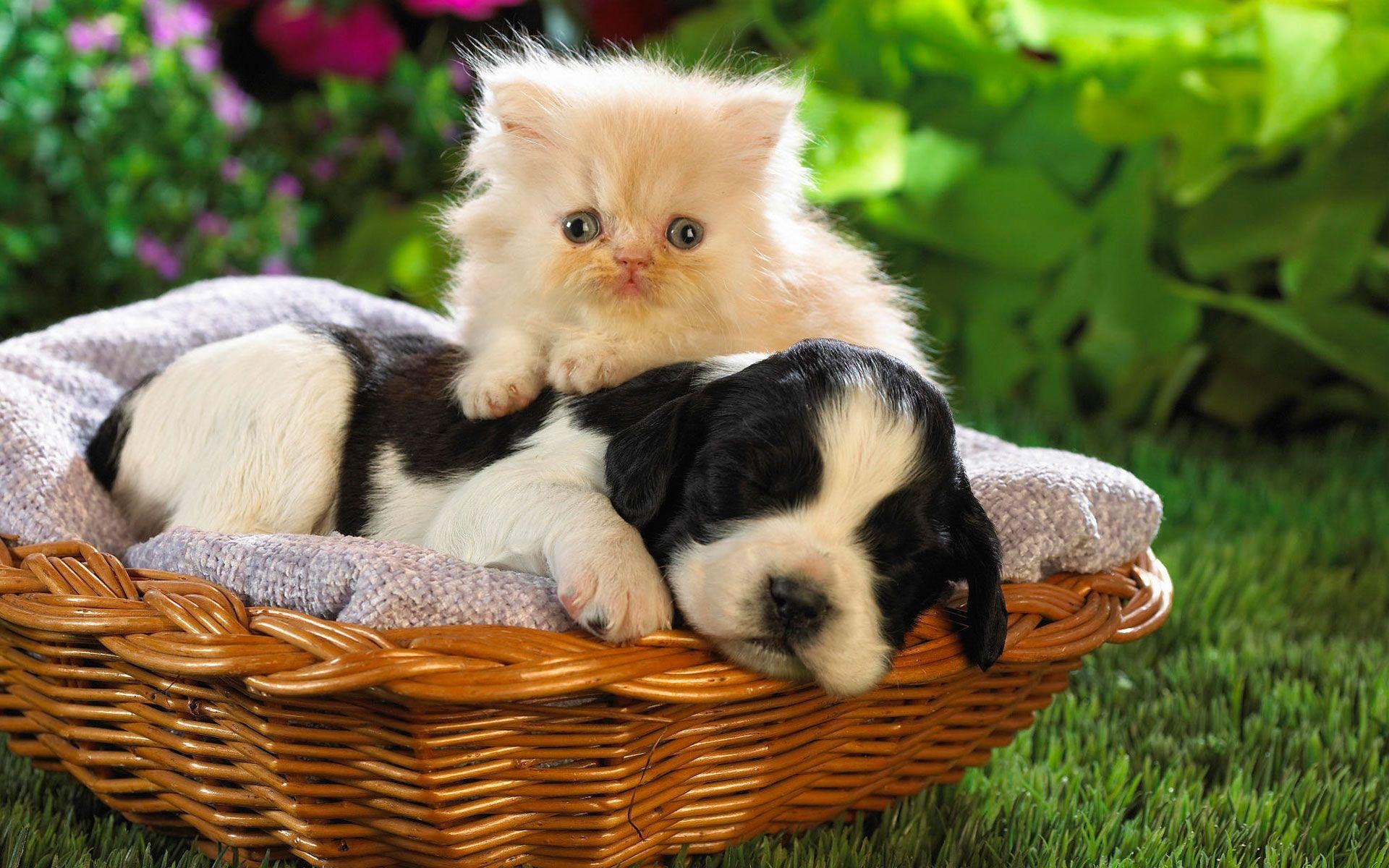 Puppy and kitten, Baby Animal Wallpaper, 1920x1200 HD Desktop