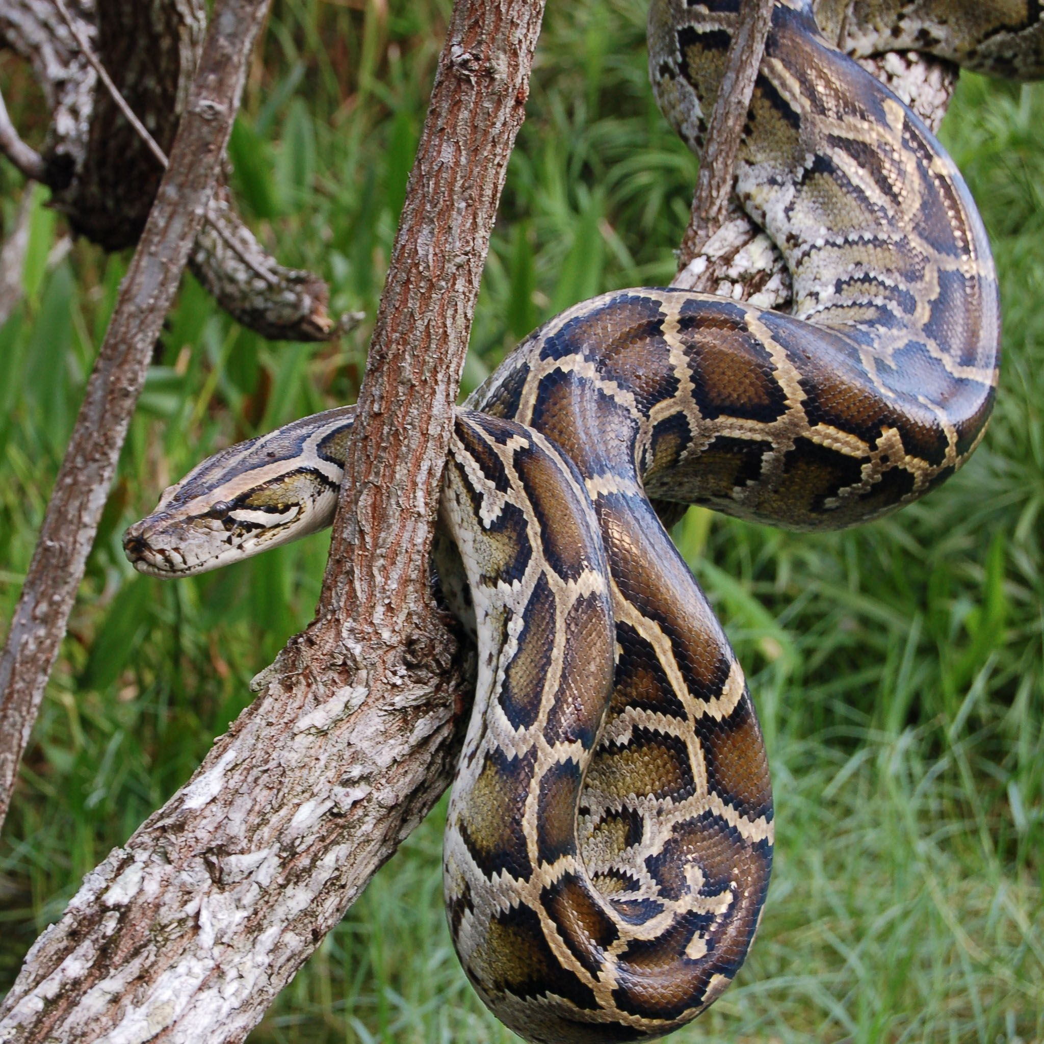 Burmese Python, Exotic Backgrounds, Serpent Elegance, Nature's Marvel, 2050x2050 HD Phone