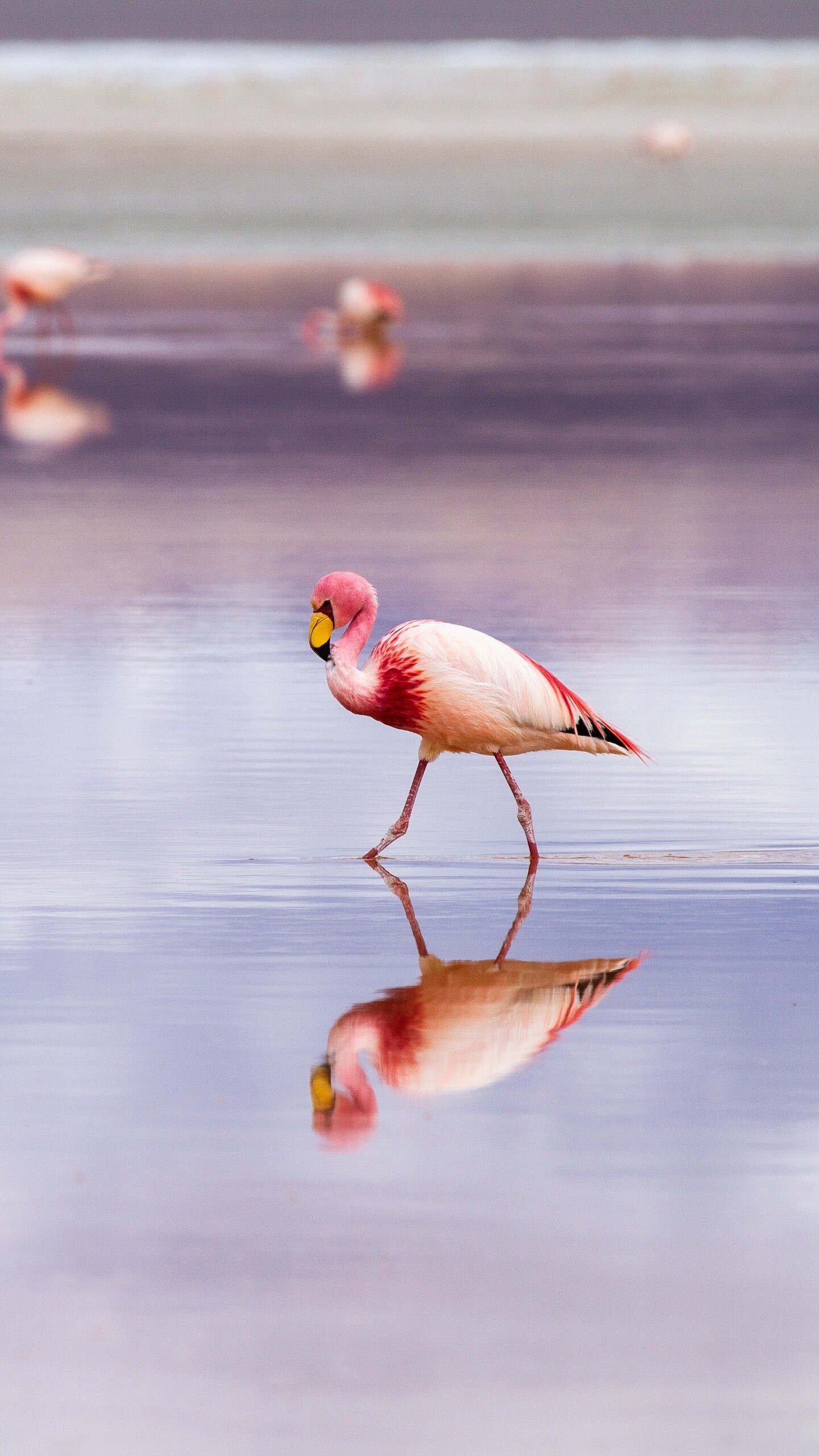 Flamingo wallpapers, HD 4K images, Samsung Galaxy, Google Pixel, 1440x2560 HD Phone