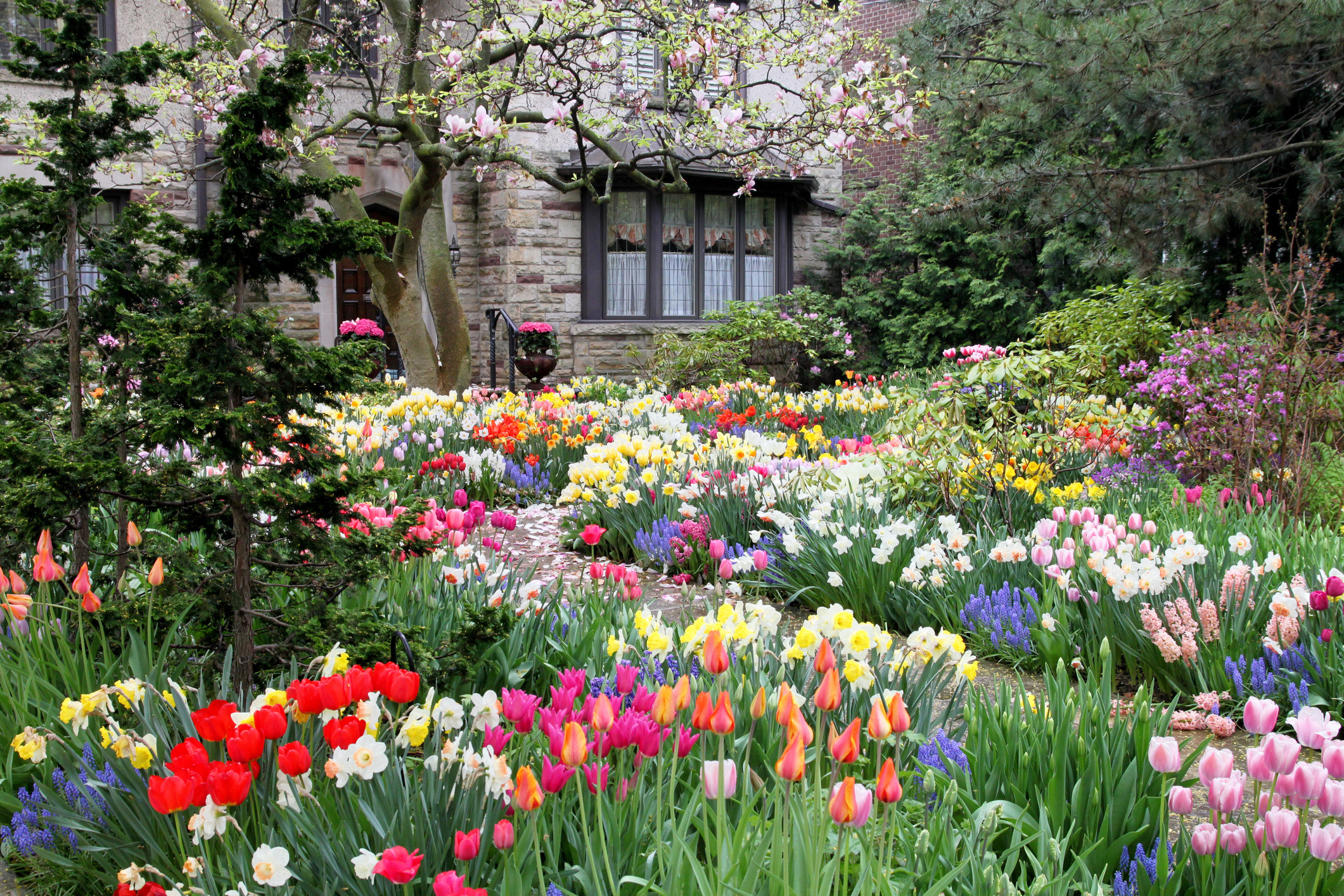 blooming tulip garden, yellow white daffodils, flowering magnolia tree, stone cottage front yard, HD Desktop wallpaper