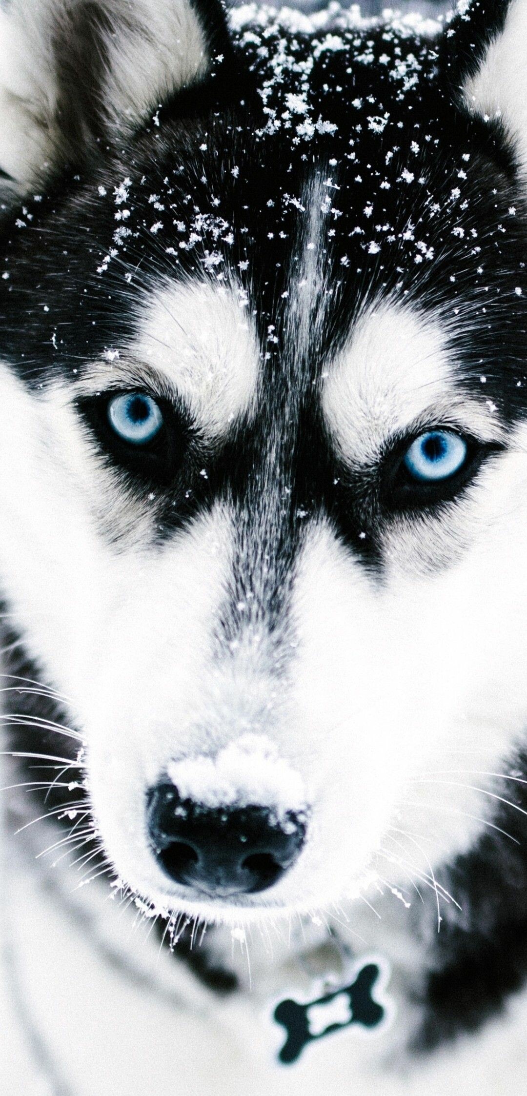Cute Husky puppies, Blue-eyed wonders, Adorable pets, Heart-melting cuteness, 1080x2250 HD Phone