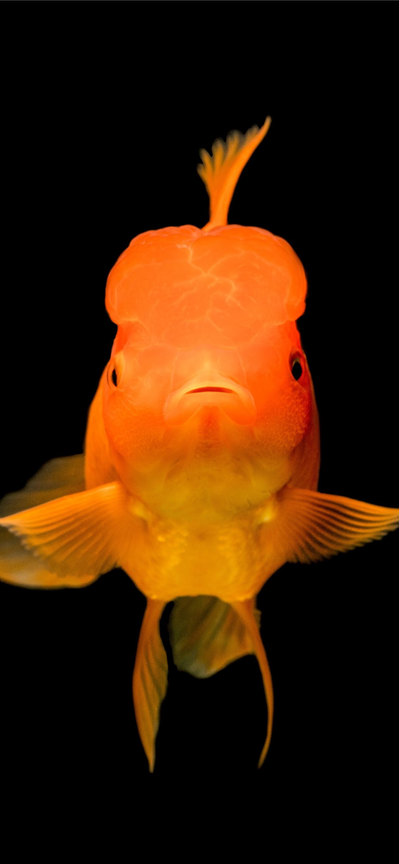 Gold Fish, Nature, Orange iPhone HD, 1290x2780 HD Phone