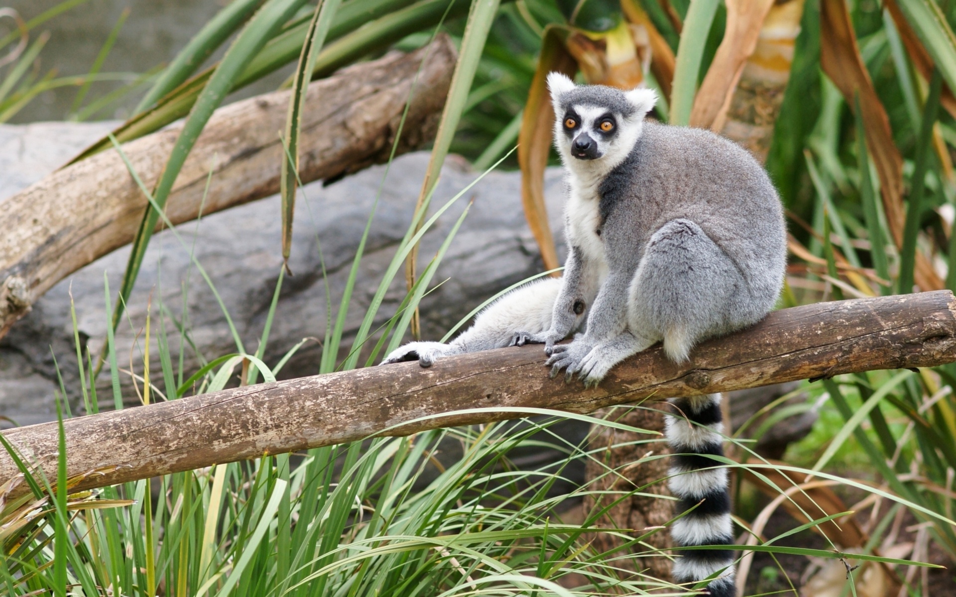 Funny lemur wallpaper, Widescreen delight, Comedy gold, Entertainment for all, 1920x1200 HD Desktop